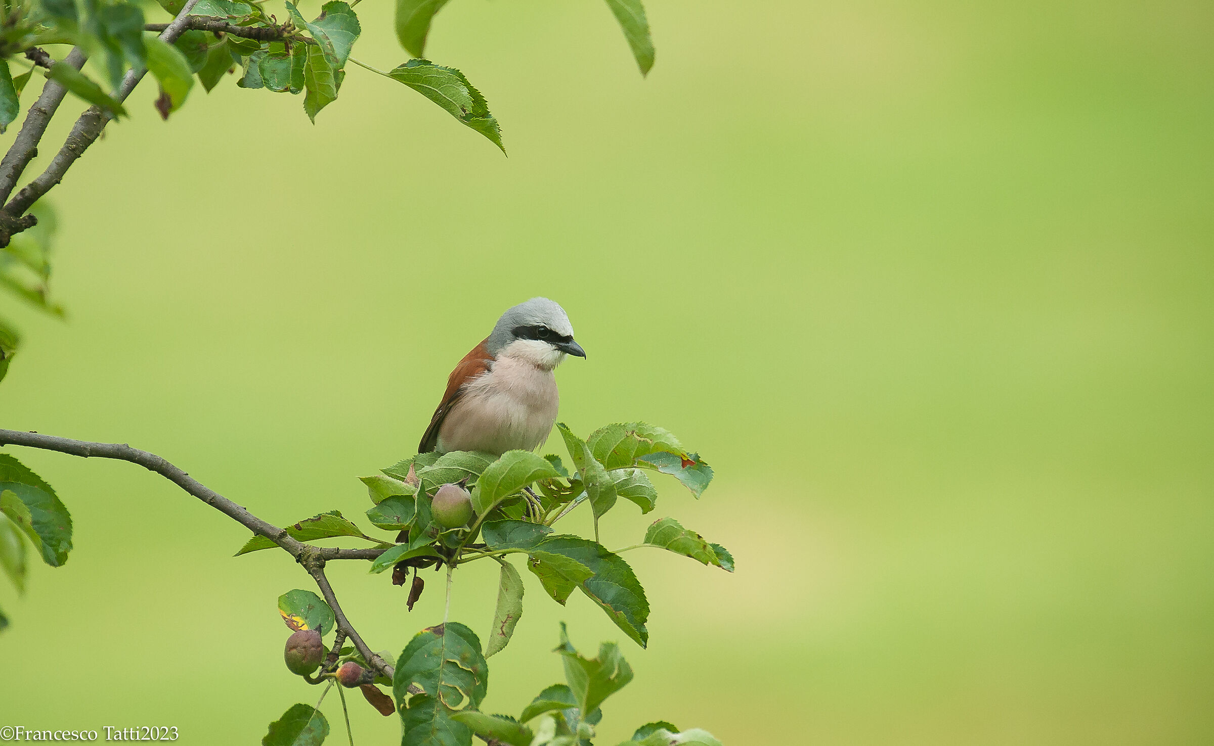 Red-backed shrike