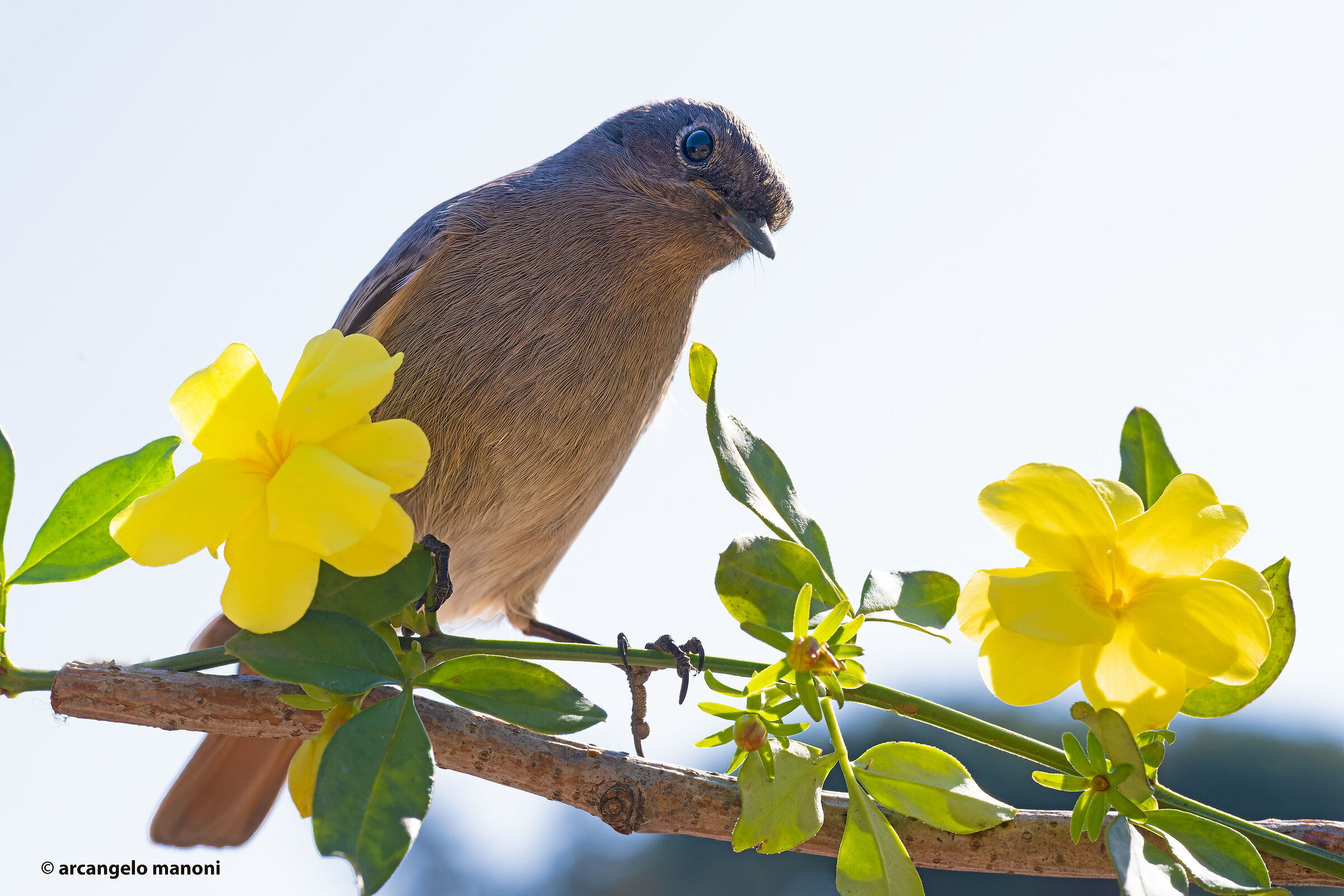 Redstart backlight