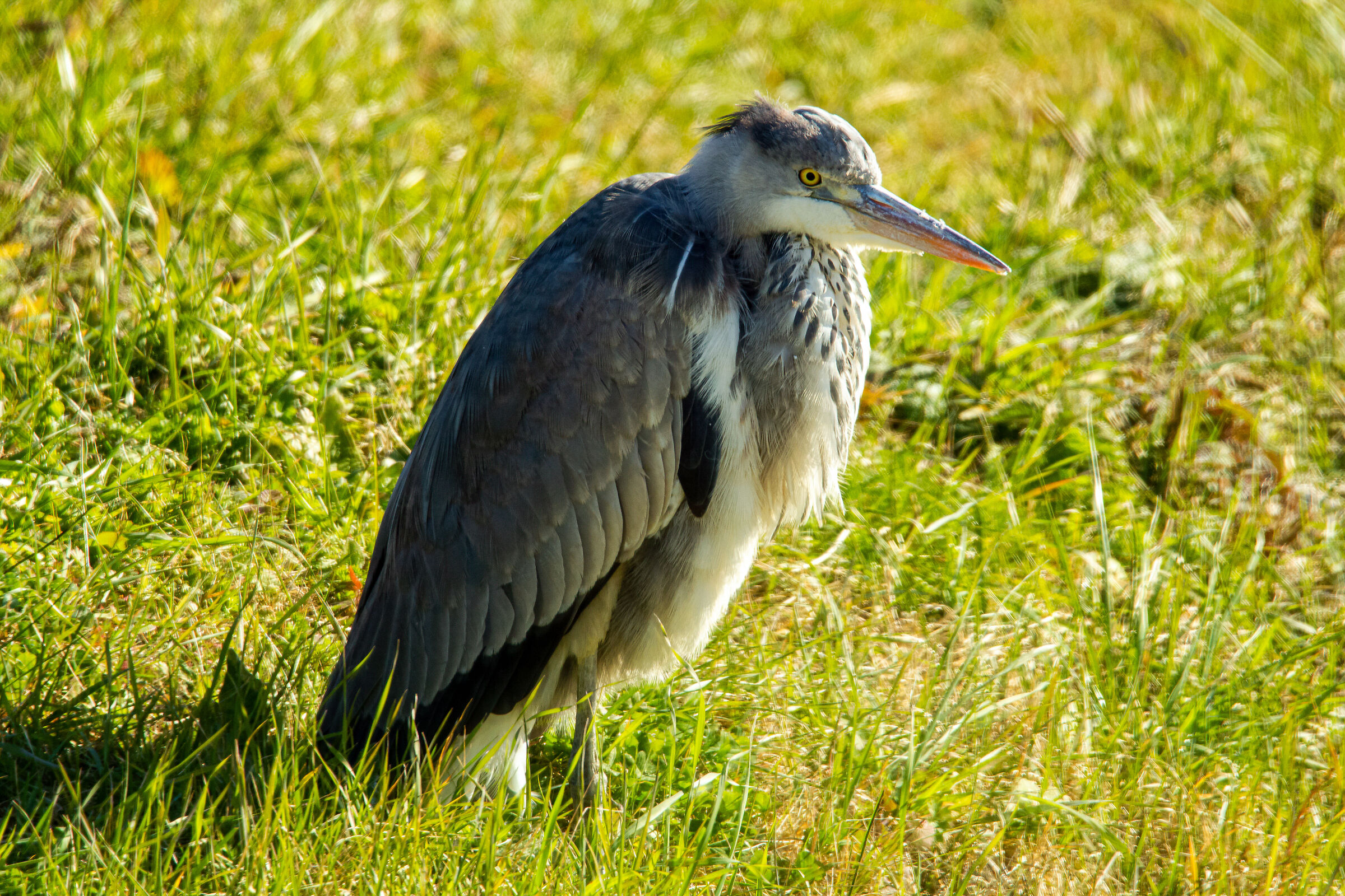 Grey heron