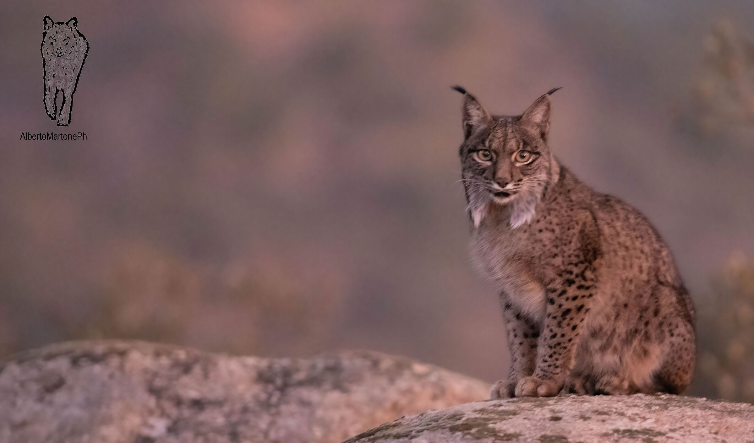 Iberian lynx