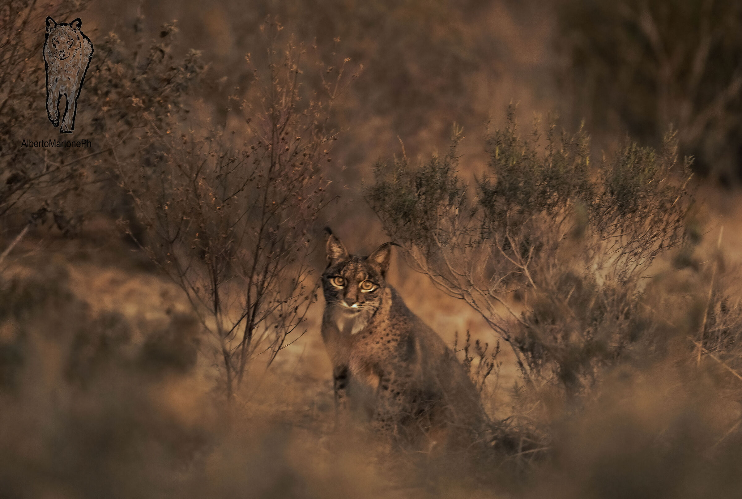 Iberian lynx
