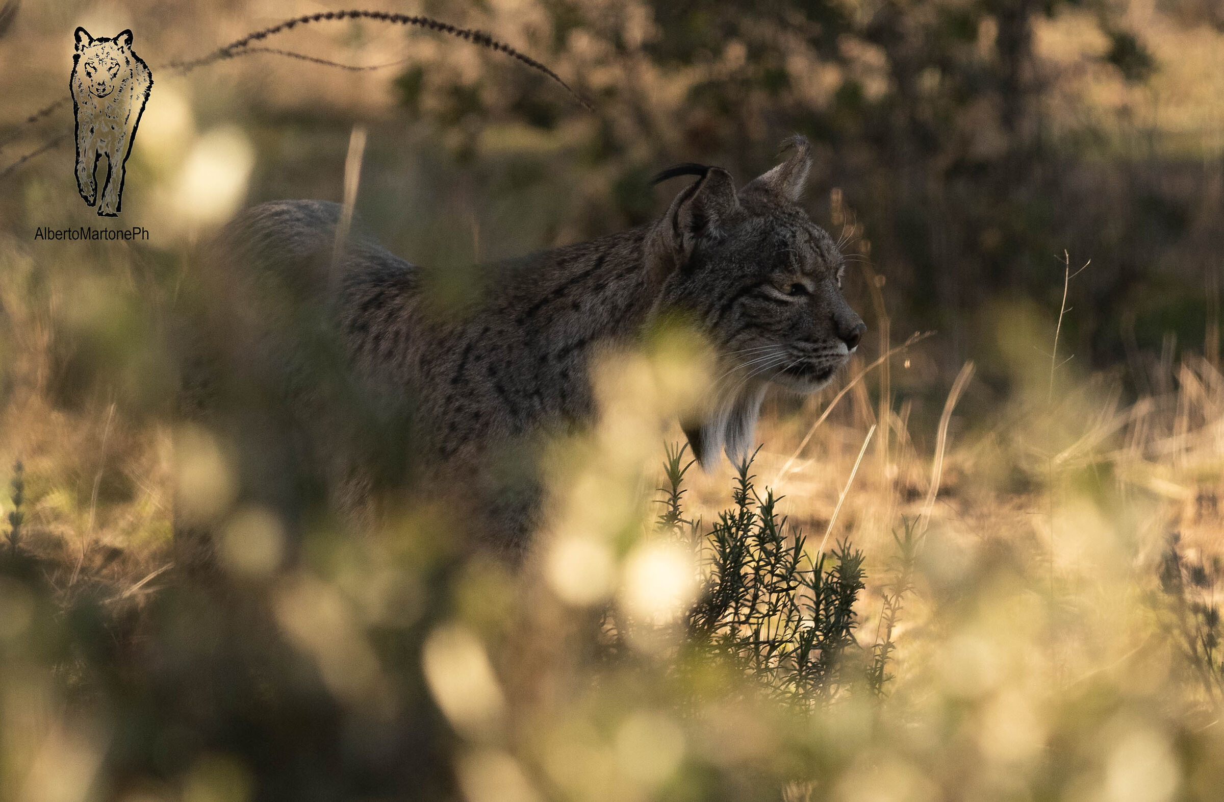 Iberian lynx