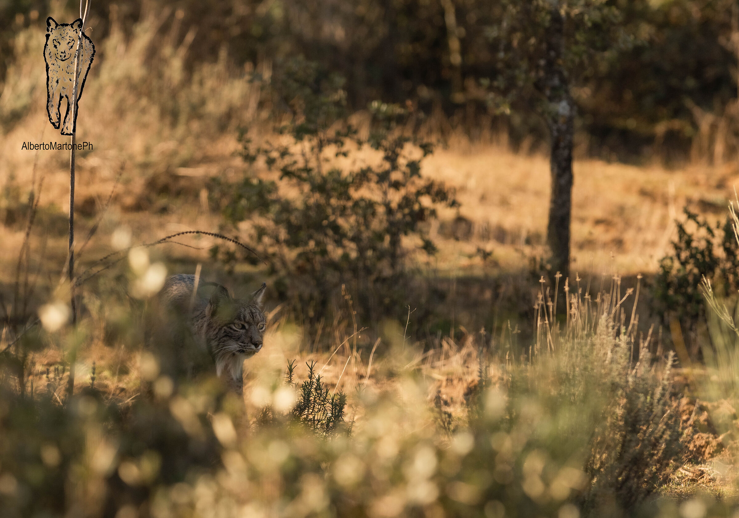 Iberian lynx