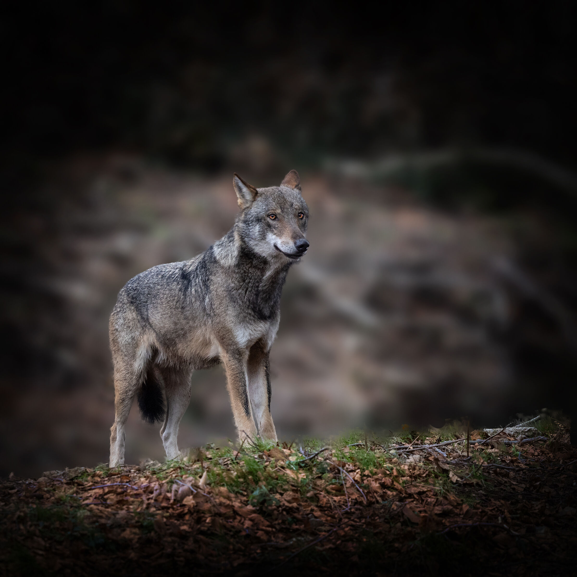Canis Lupus