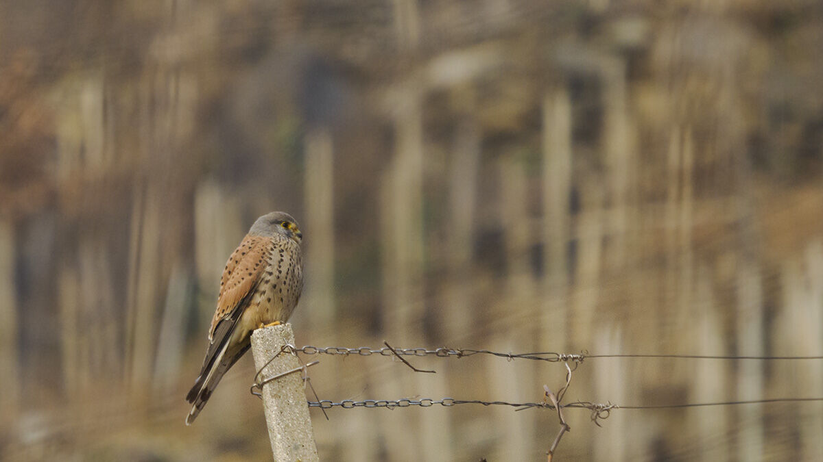 Kestrel