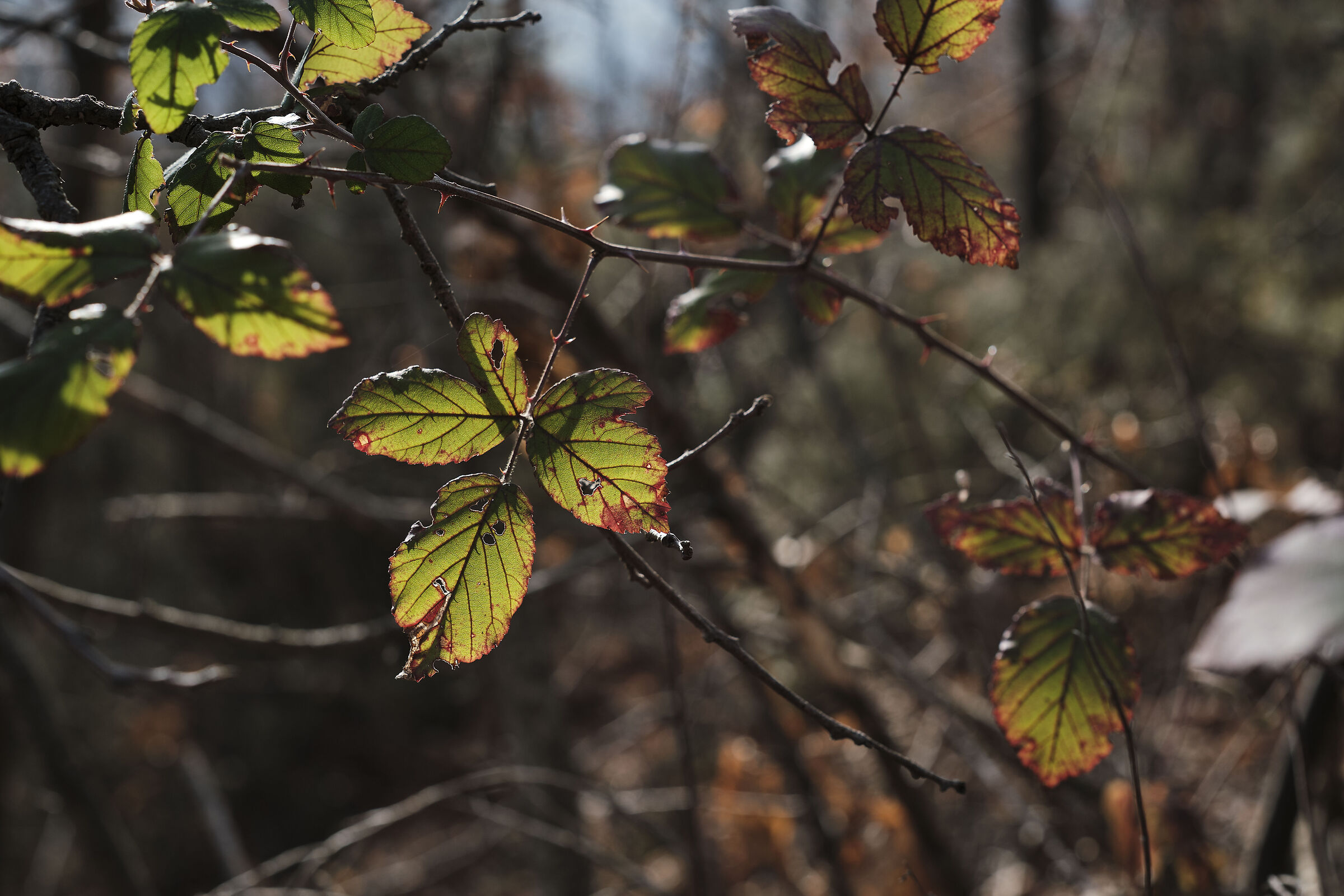 Chiazze di luce e colore!