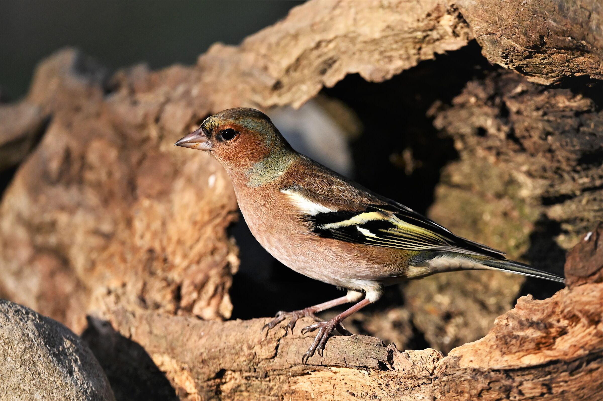 Chaffinch