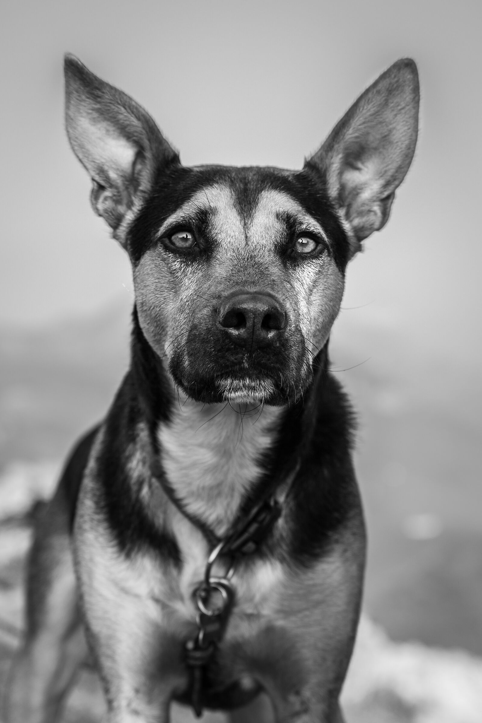 Floki