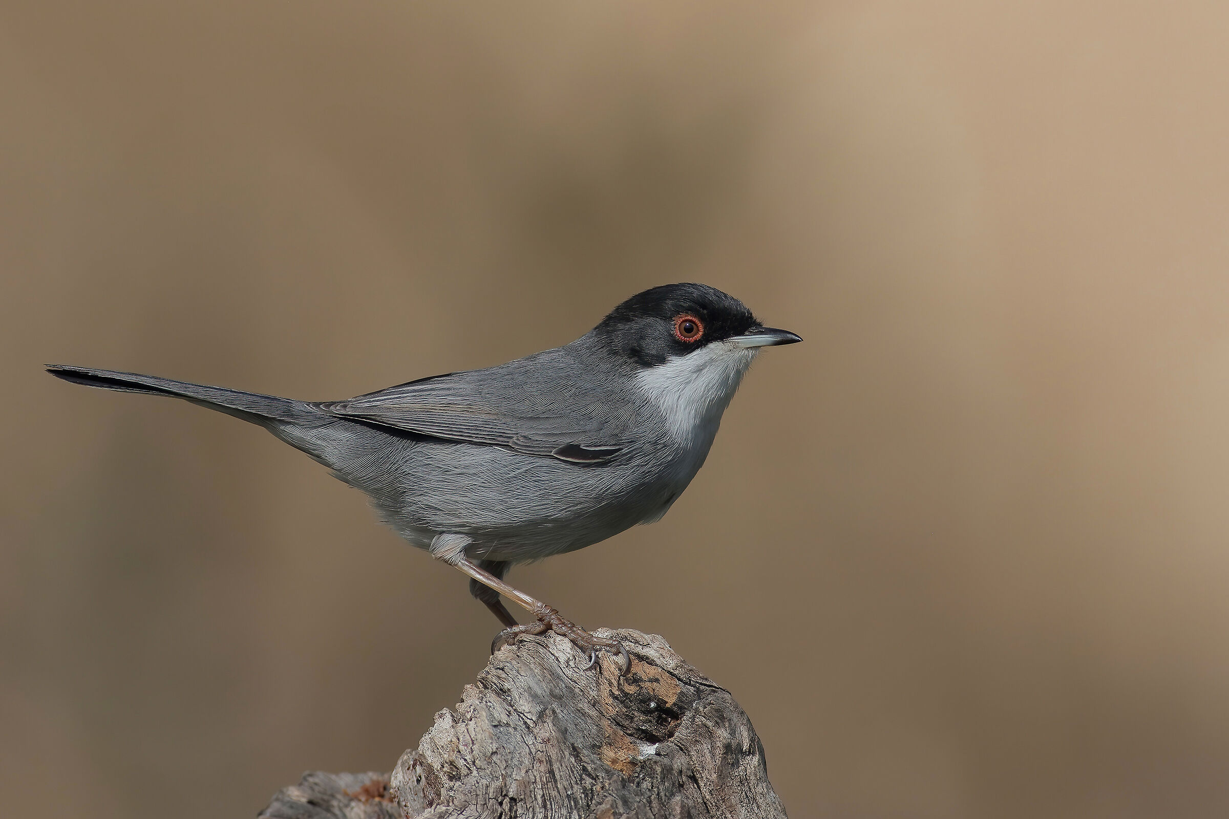 Occhiocotto (Sylvia melanocephala)
