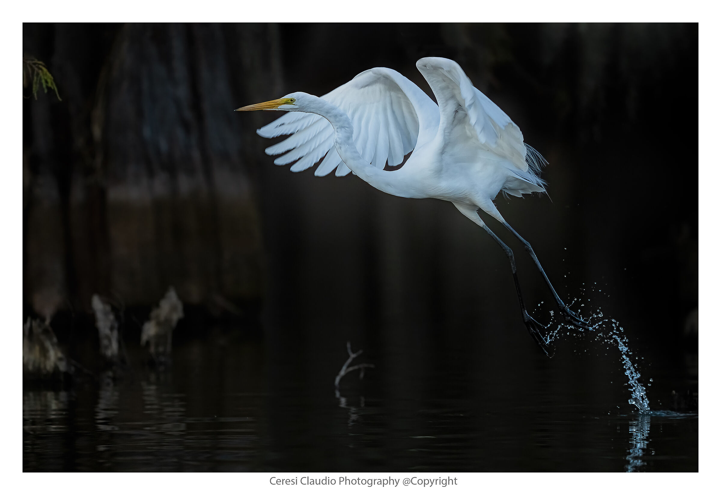 Detachment of the white heron