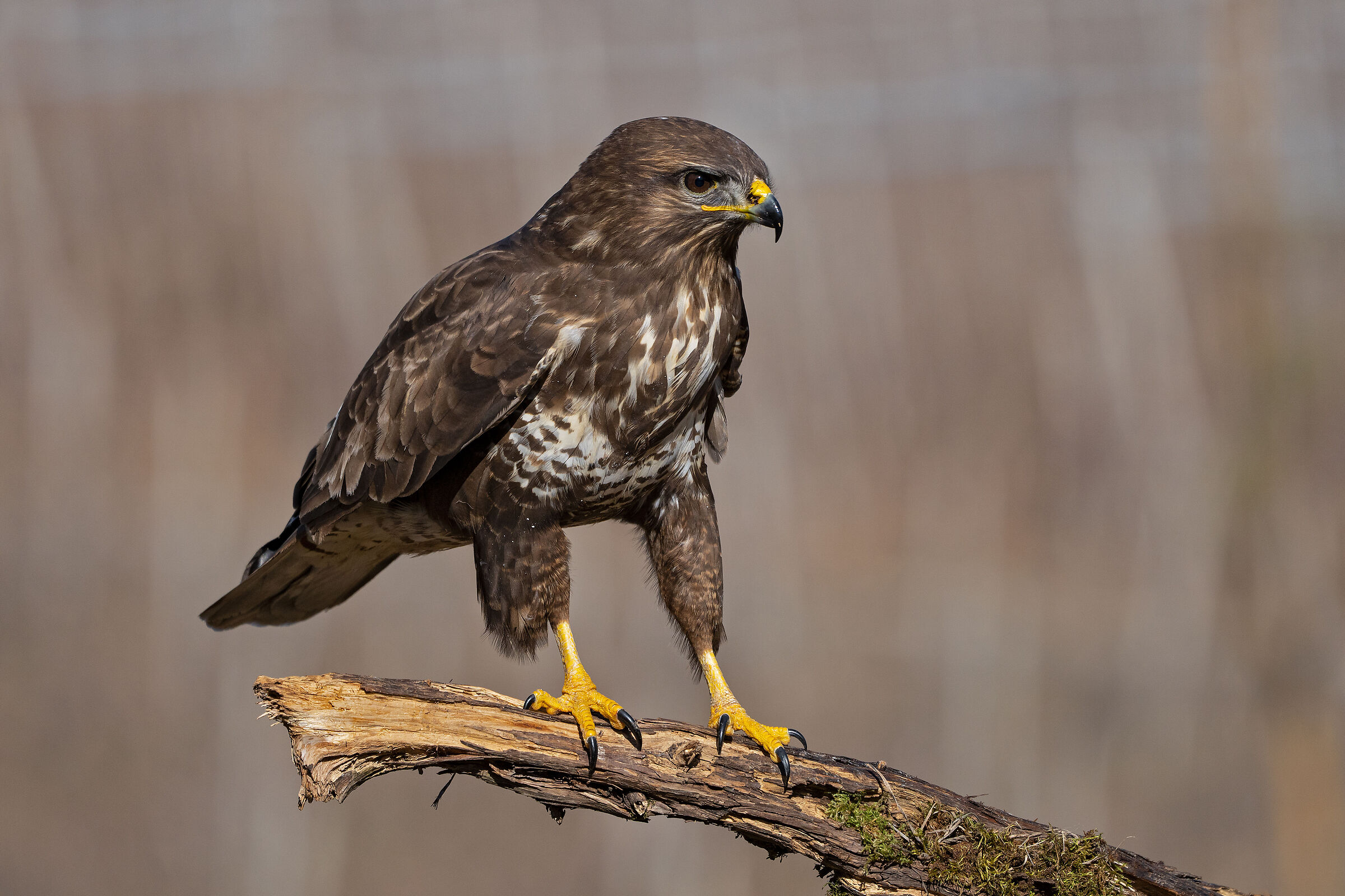 Buzzard
