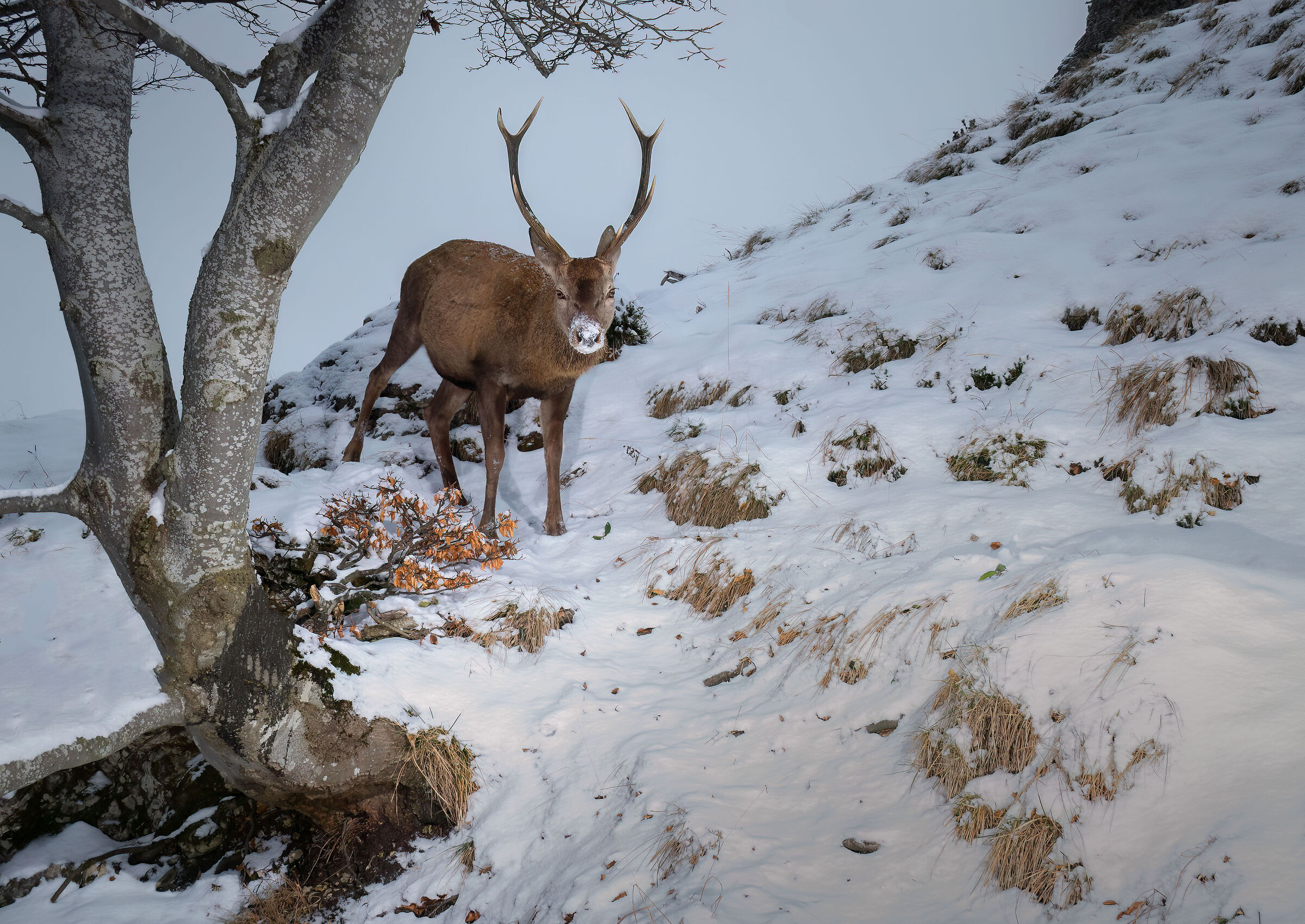 Deer