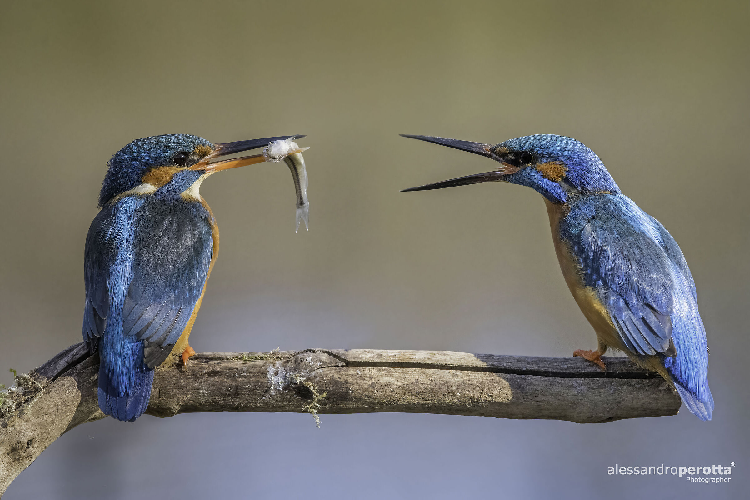 Alcedo atthis