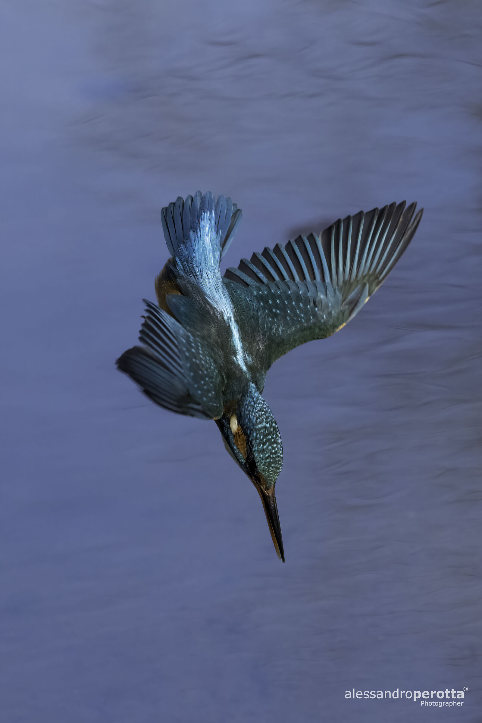 Alcedo atthis M (Kingfisher M)