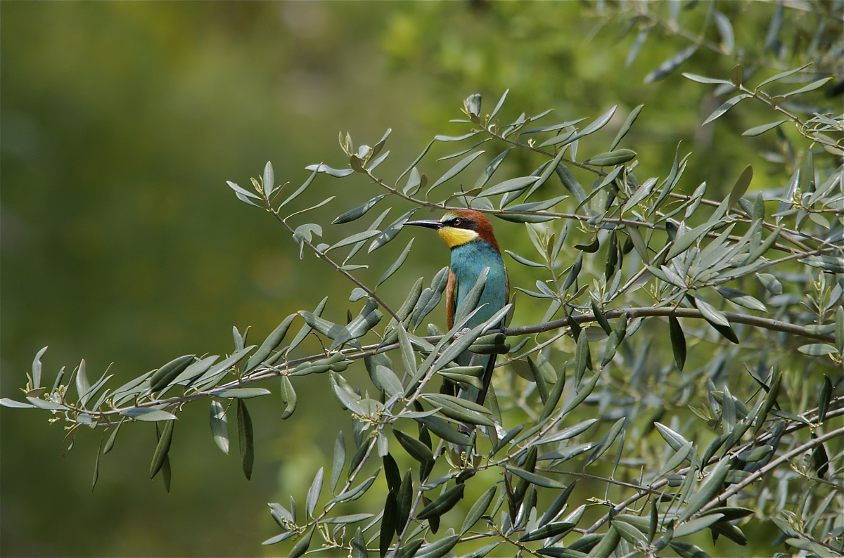 Gruccione su albero di Ulivo