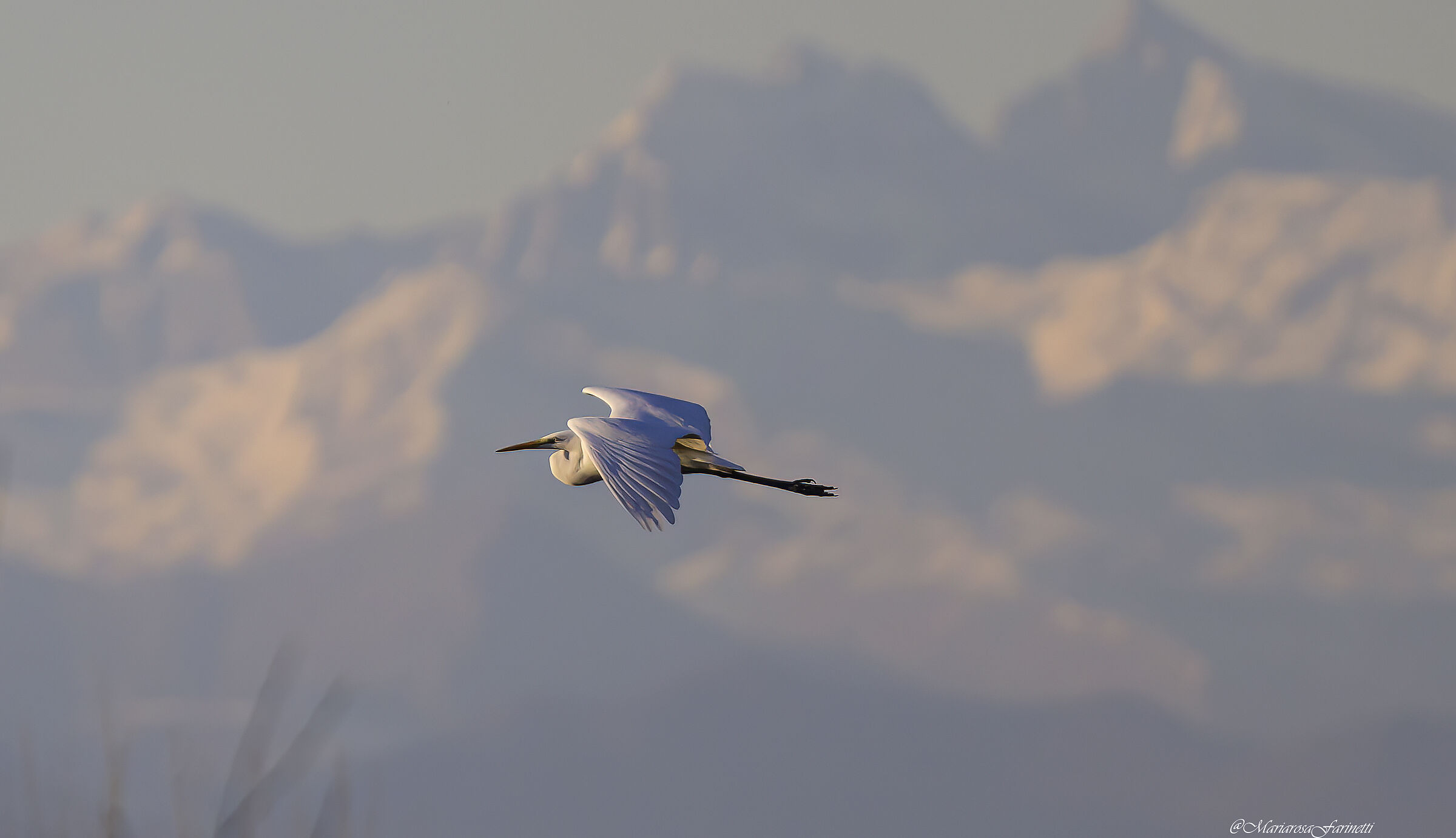 Airone Bianco Maggiore