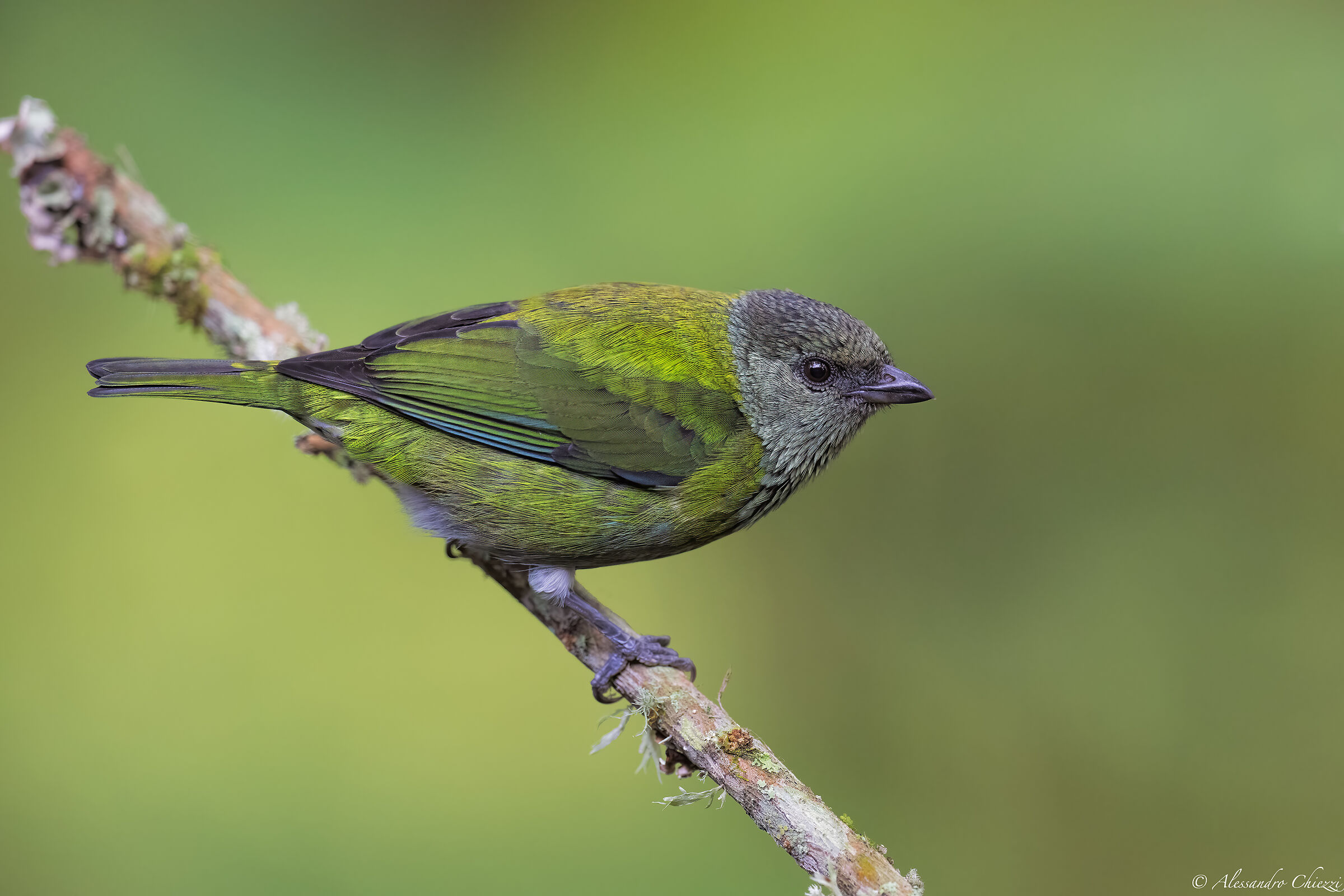 Heine Tangara (female)