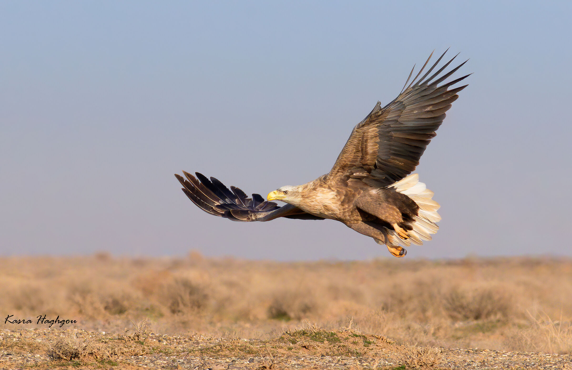white-tailed eagle
