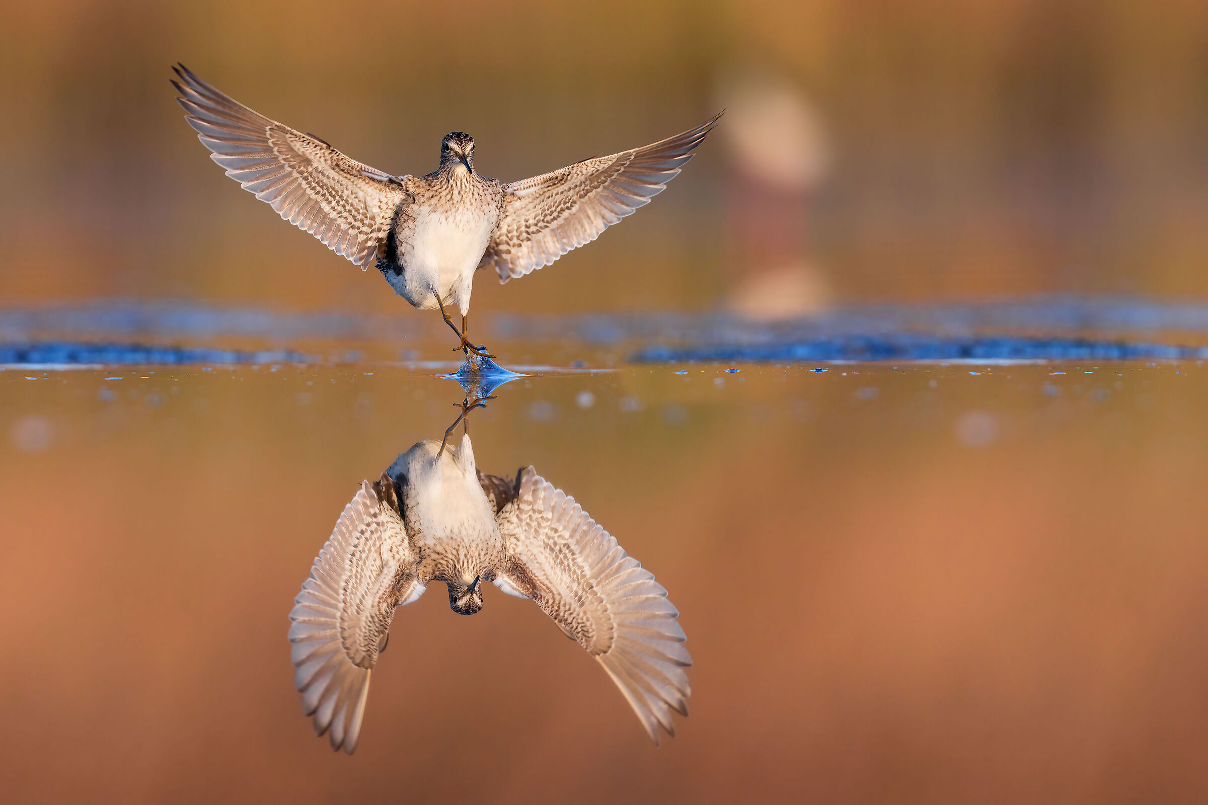 The Mirror (Piro Piro Boschereccio)