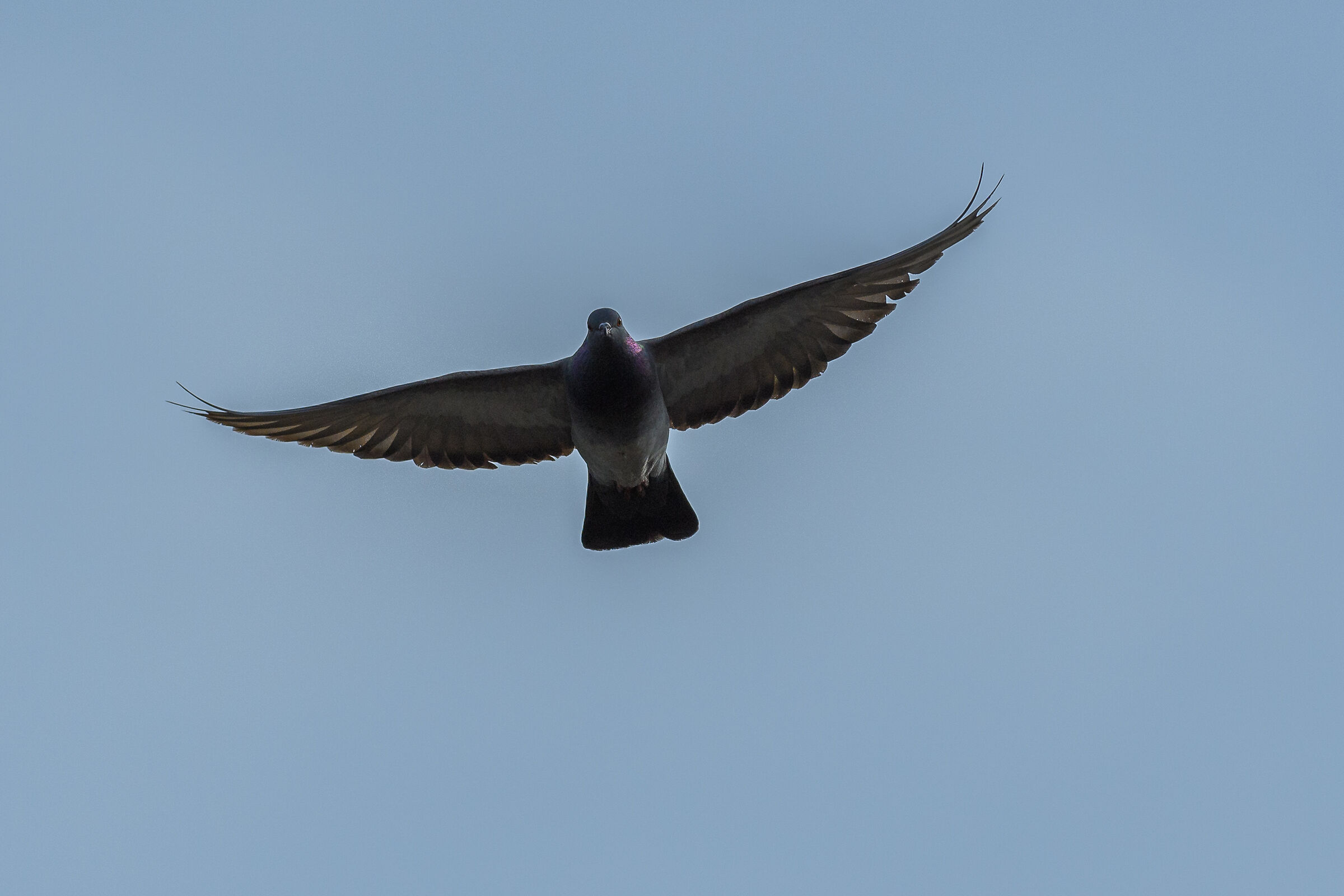 Pigeon