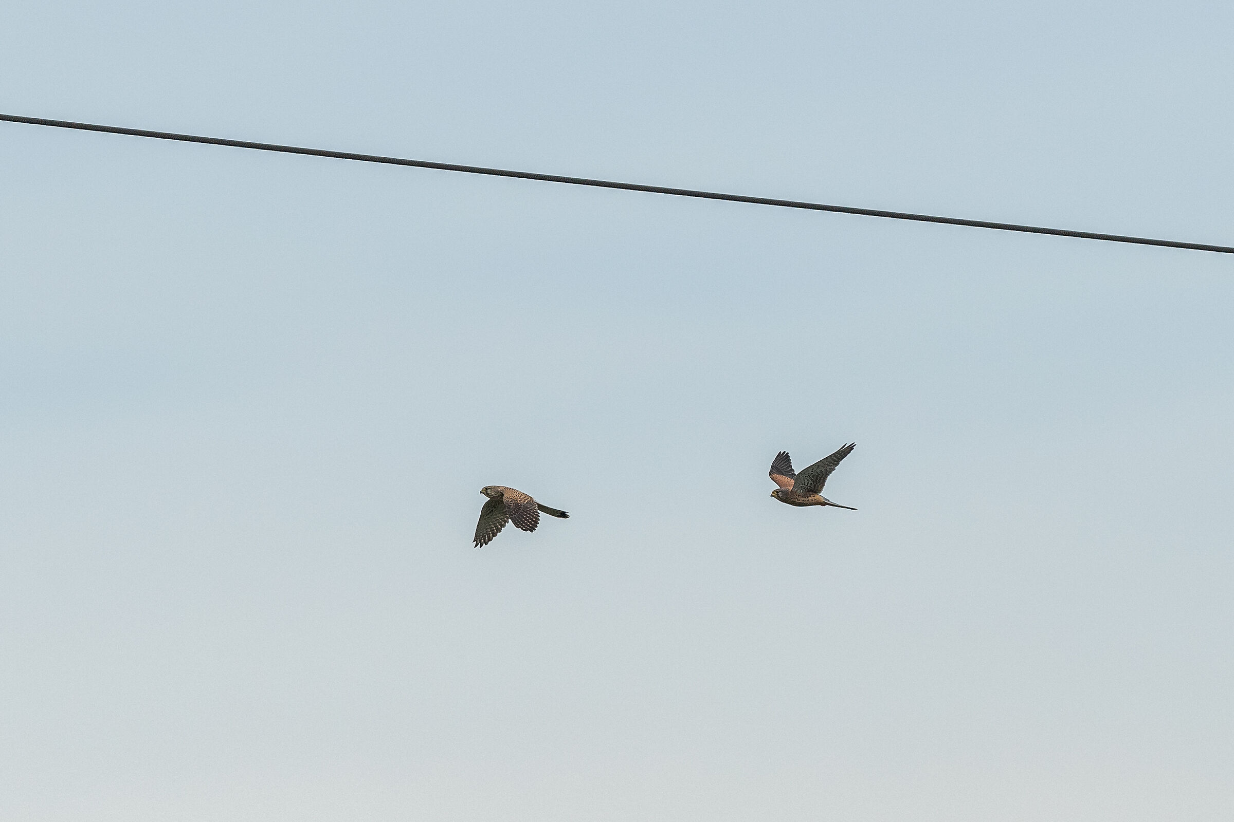 Kestrels