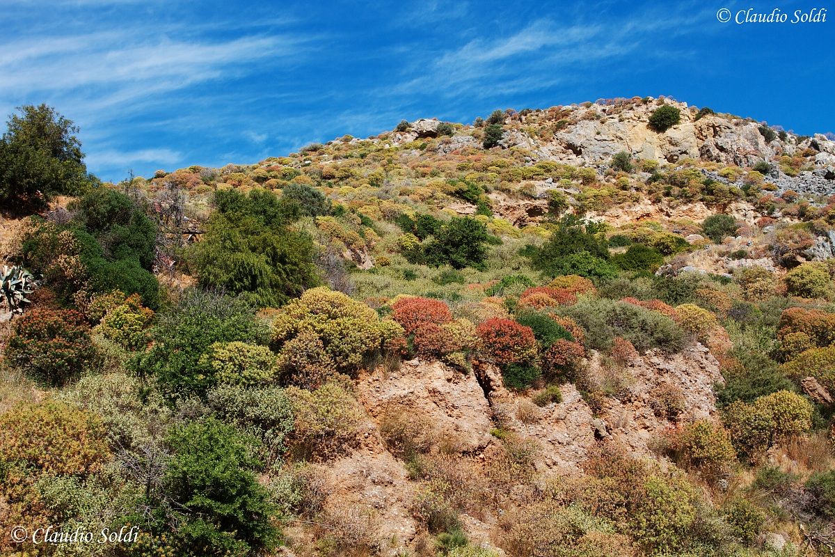 Maquis - Crete