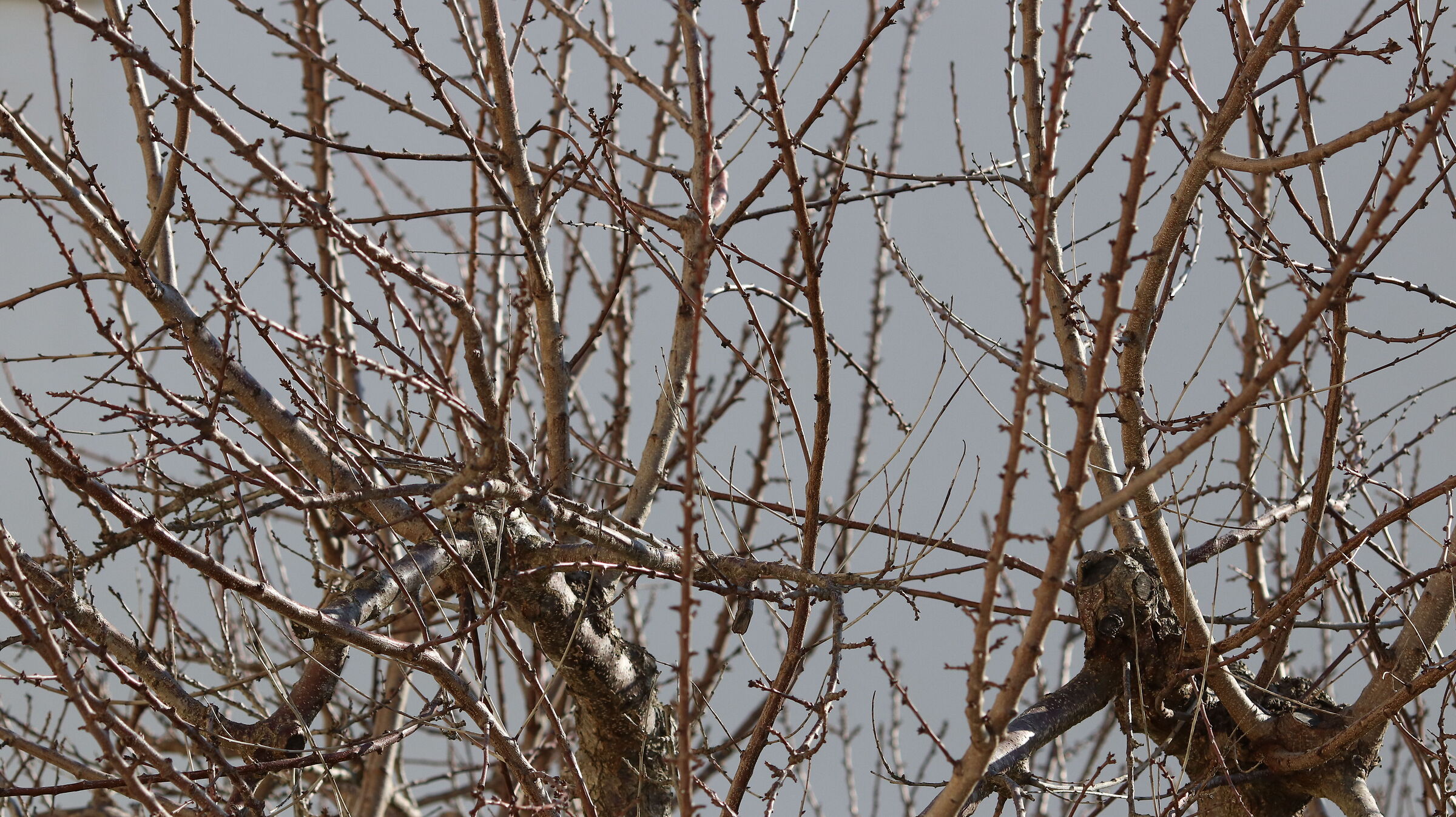 " Crop 216 ", Canon 135 F. 2 L Usm - D 80