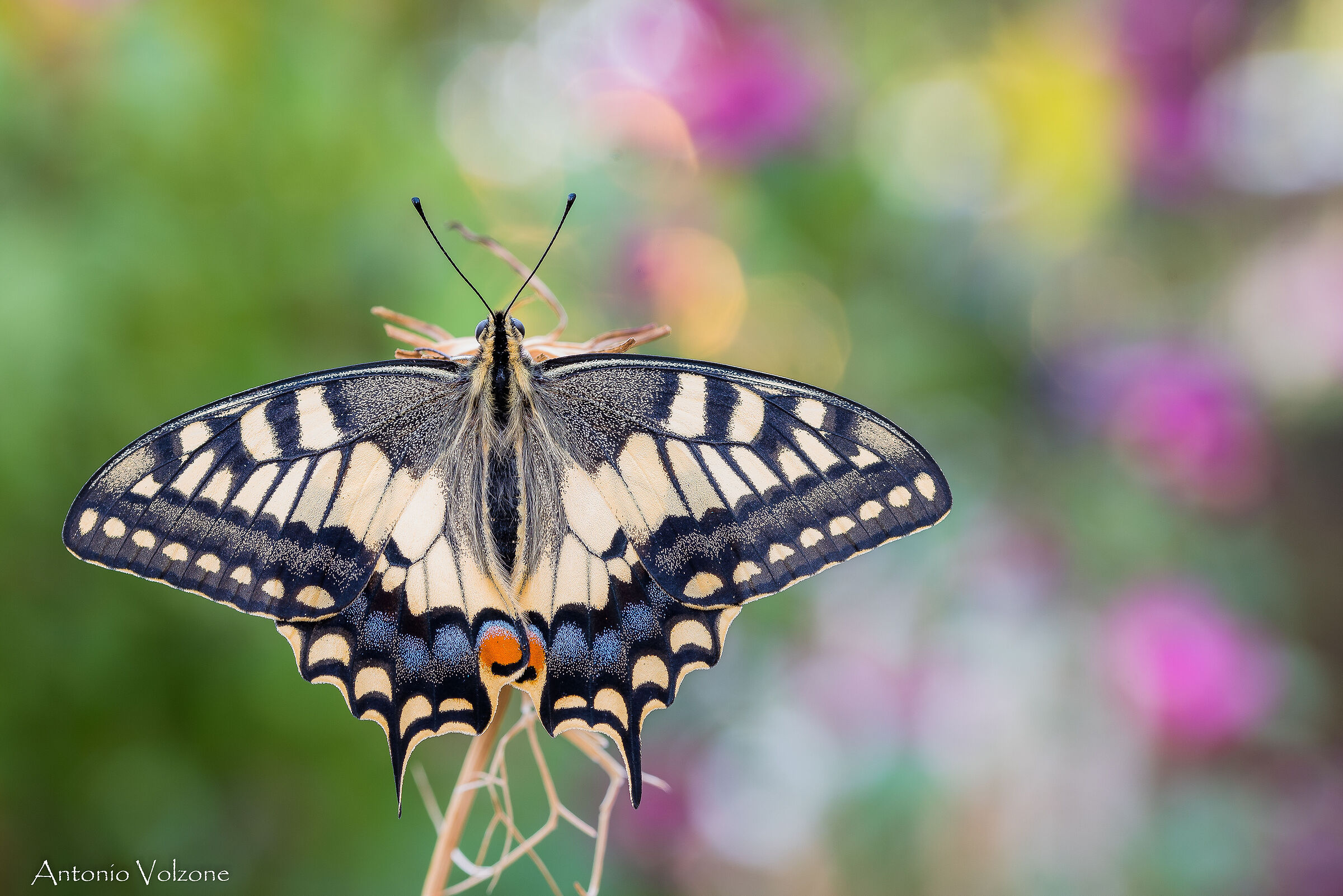 Papilio Macaone