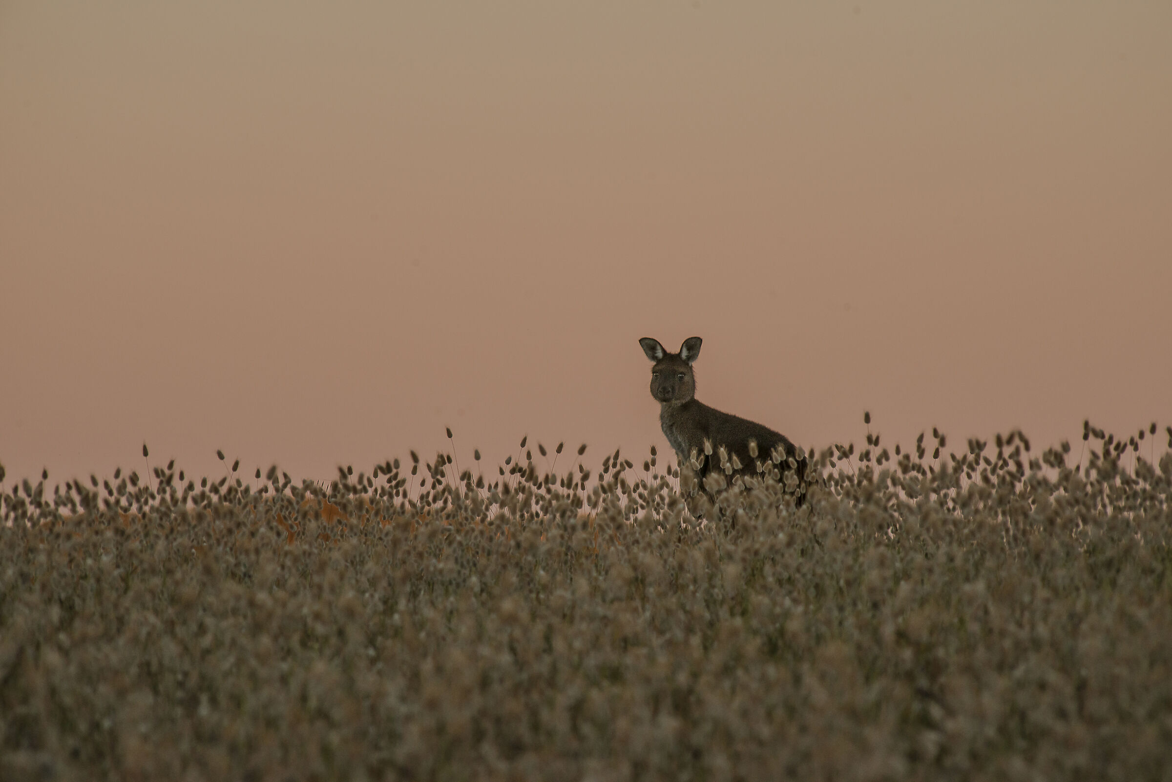 Canguro in Australia