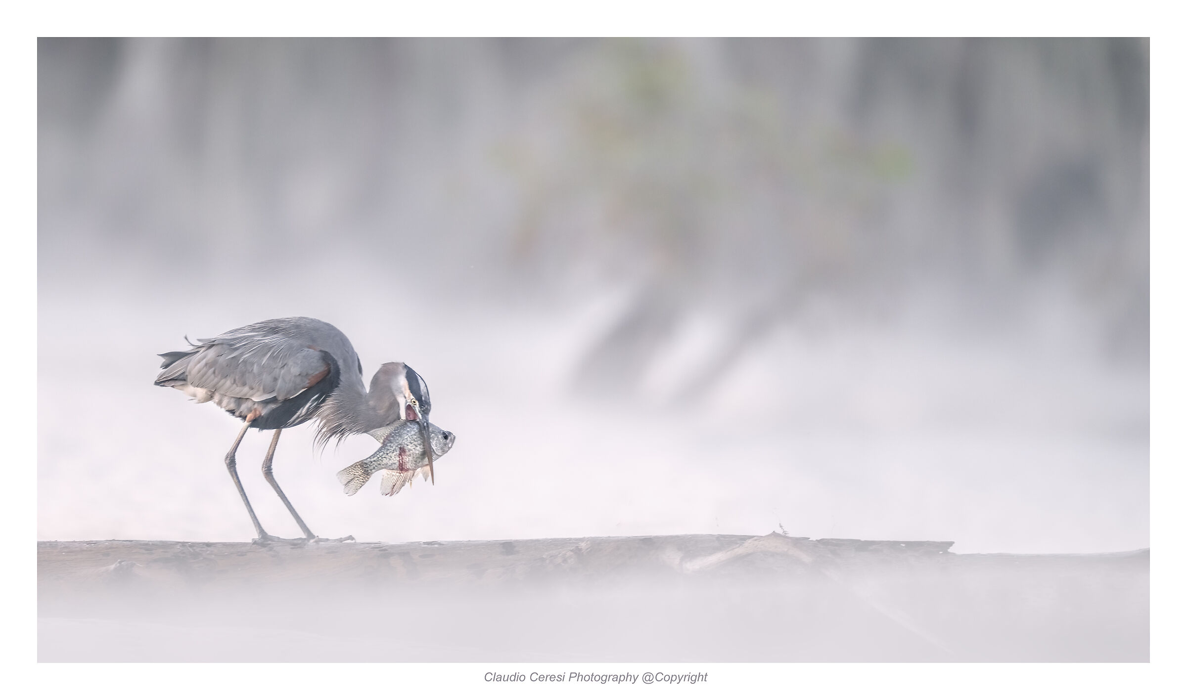Blue heron with prey in the mist at dawn