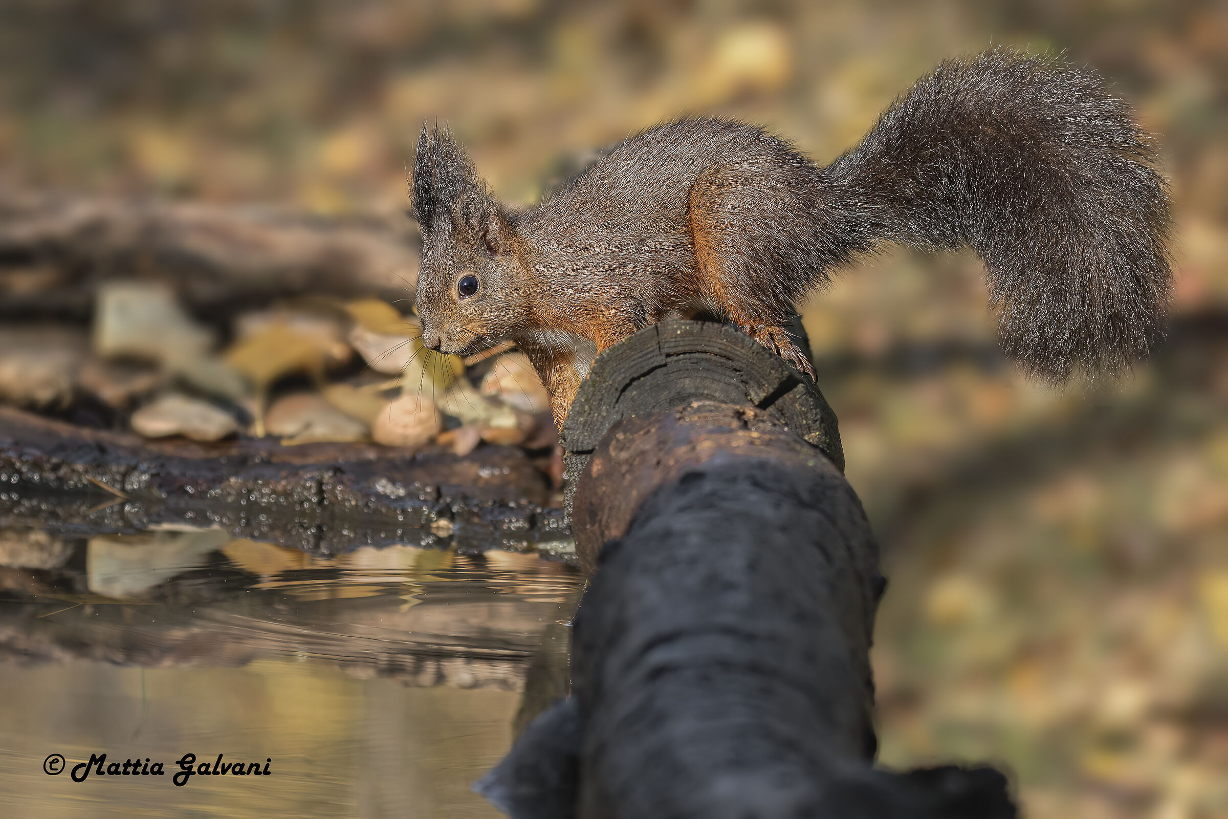 Red squirrel