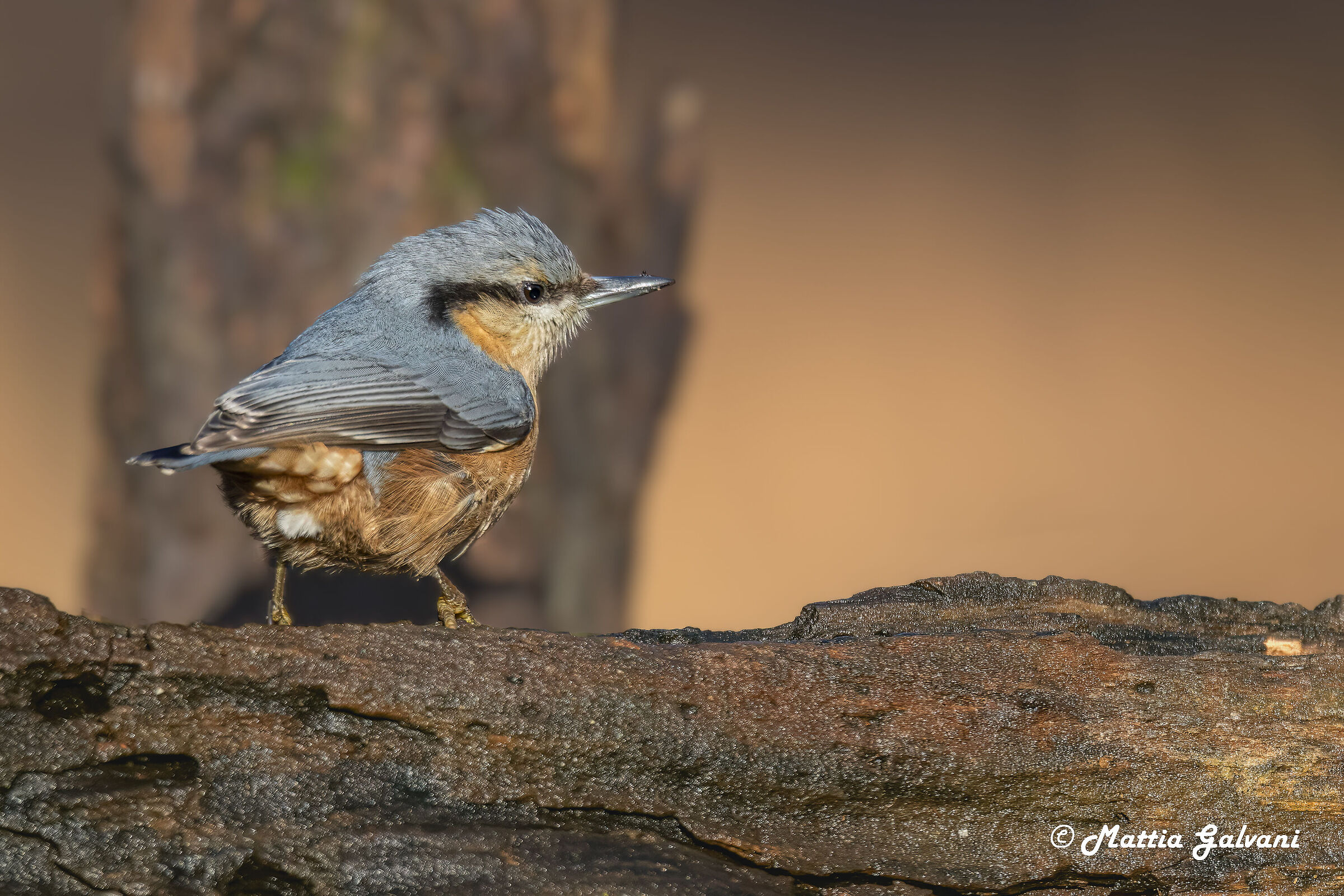 The ruffatina of the Nuthocker