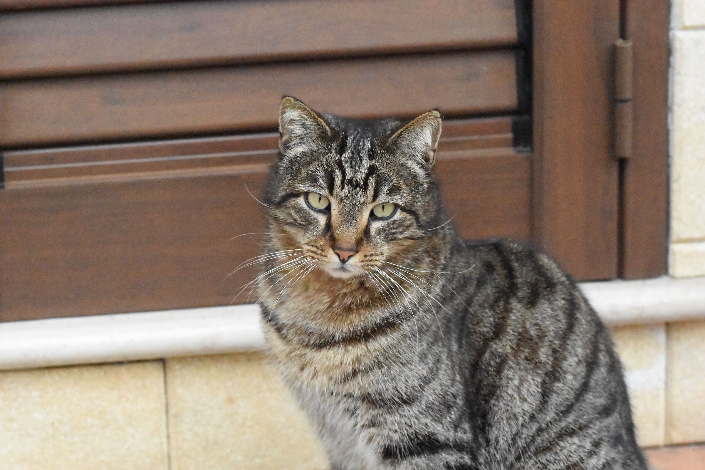 " ISO 25 mila 600 ", Sigma 85 1.4 Art - D 7200