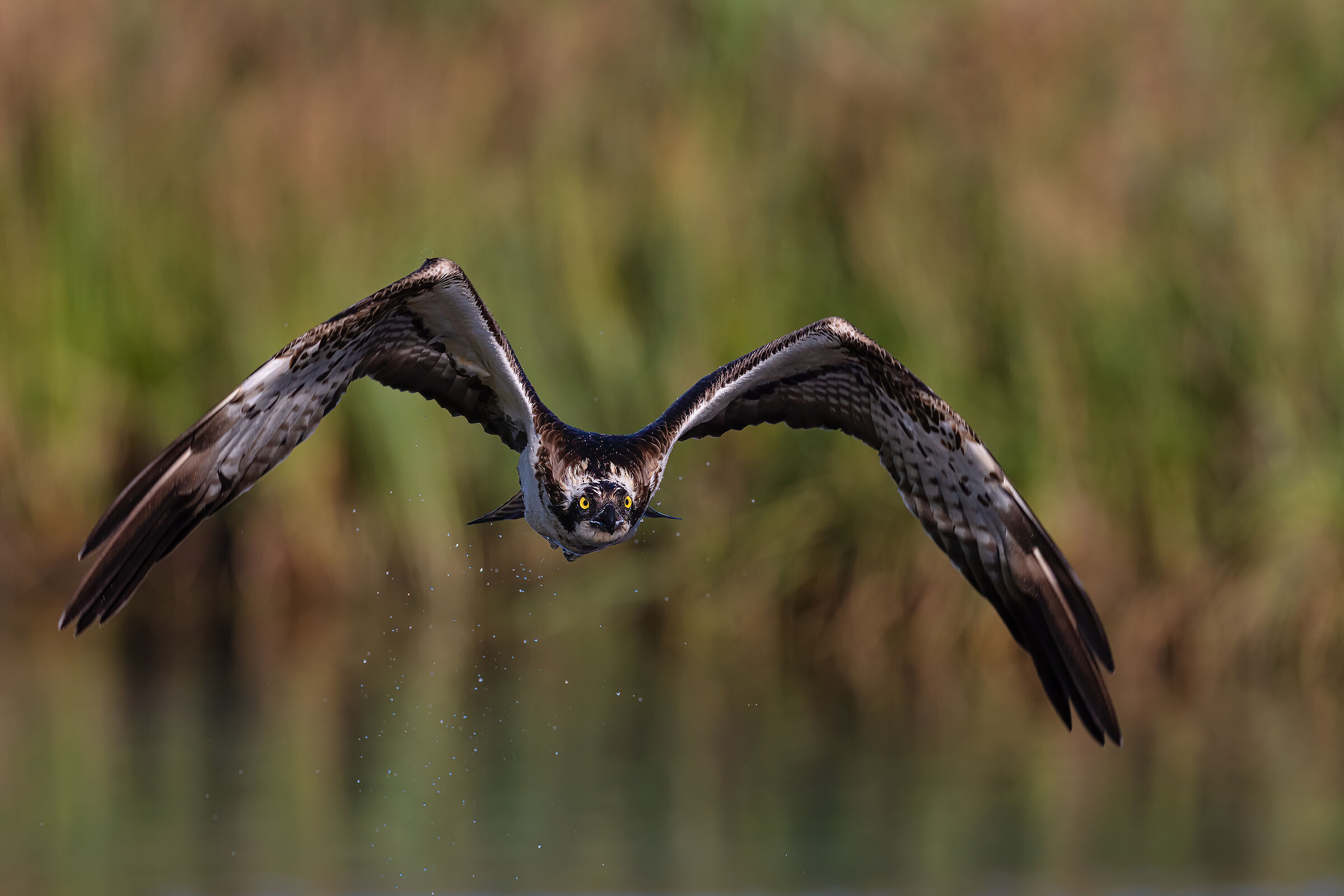 Falco pescatore