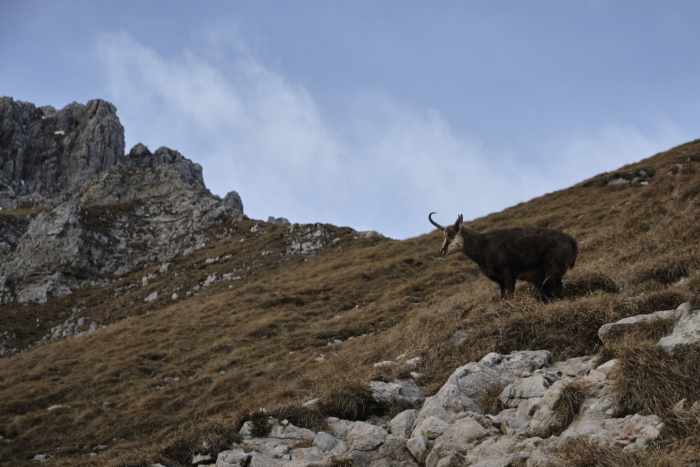 Camoscio sulla grignetta