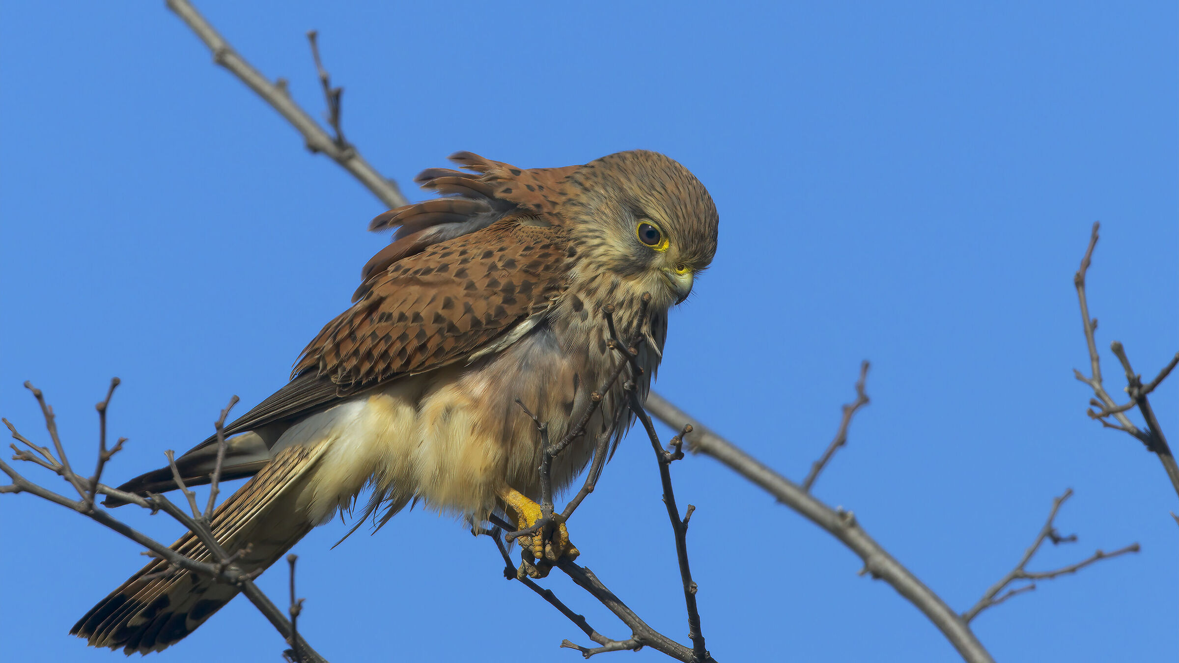 Gheppio dalla macchina2