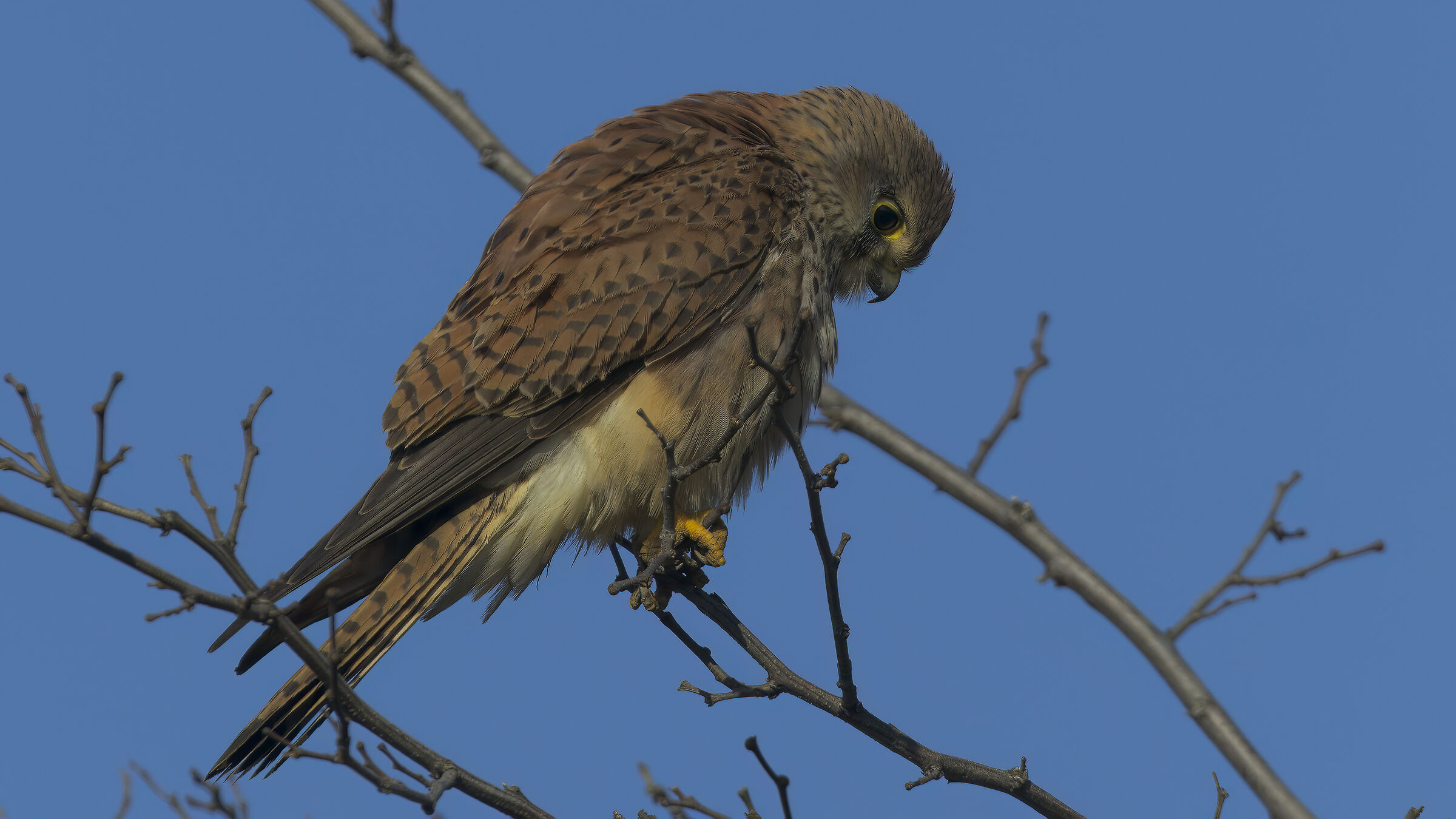 Gheppio dalla macchina3