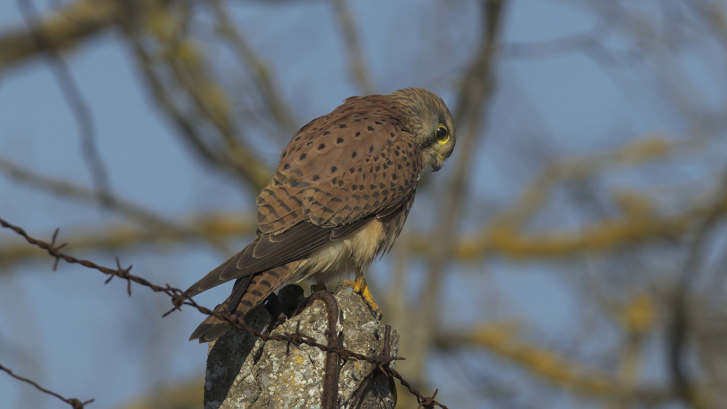 Gheppio dalla macchina6