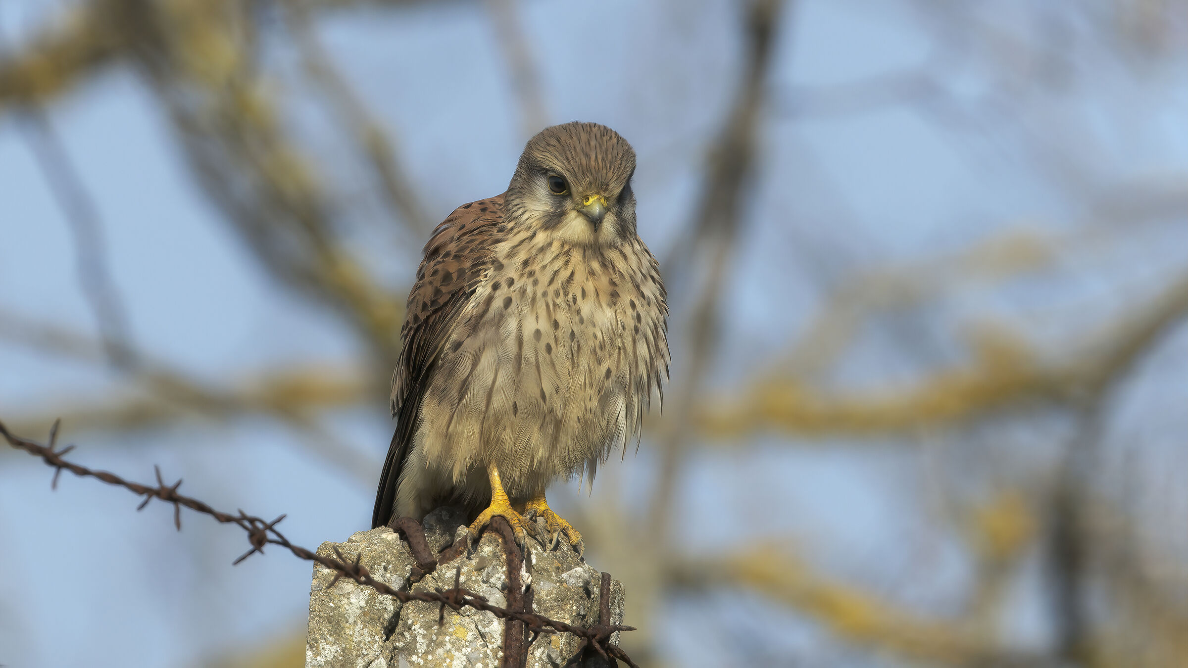 Gheppio dalla macchina8