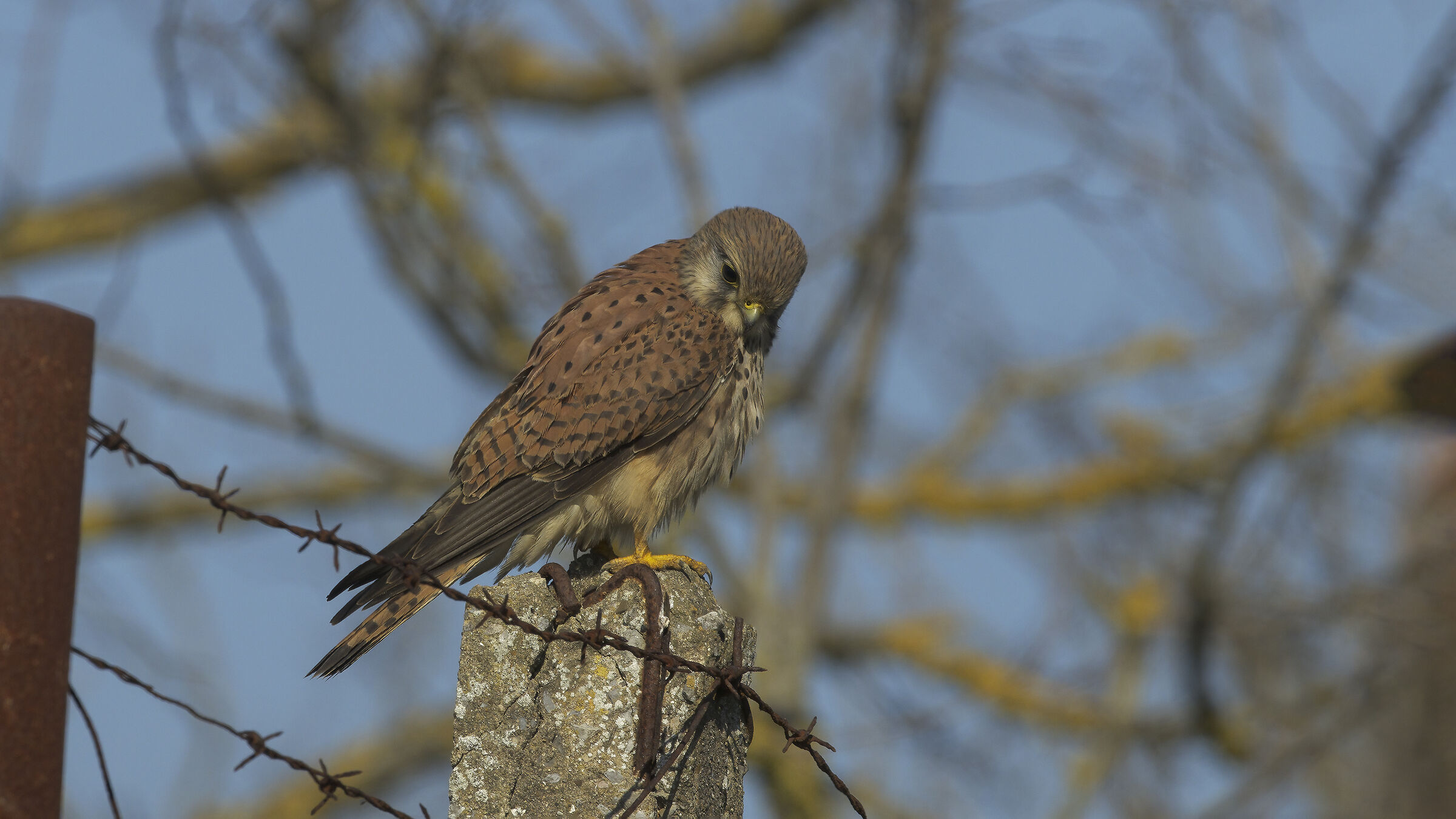 Gheppio dalla macchina11