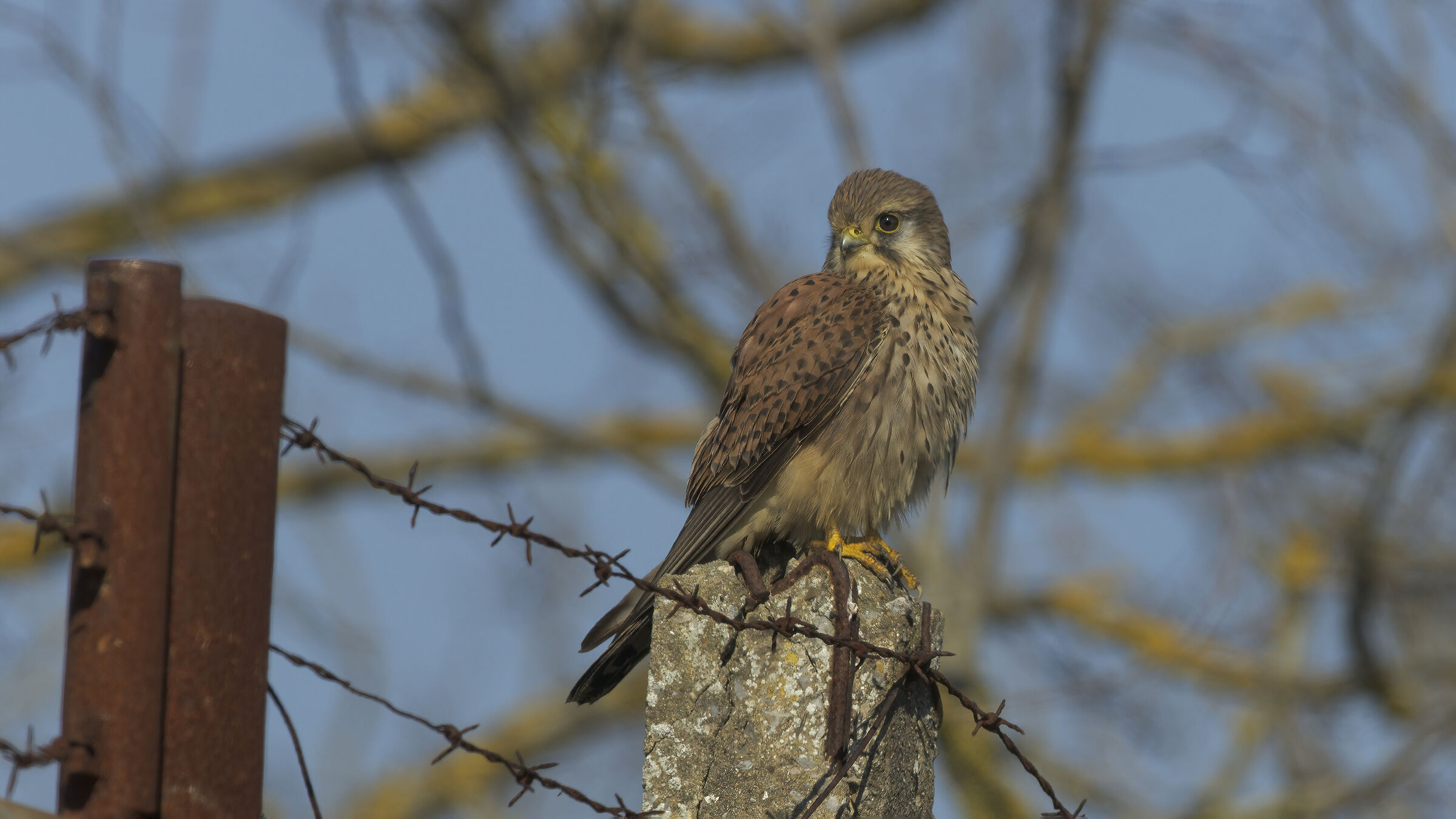 Gheppio dalla macchina12