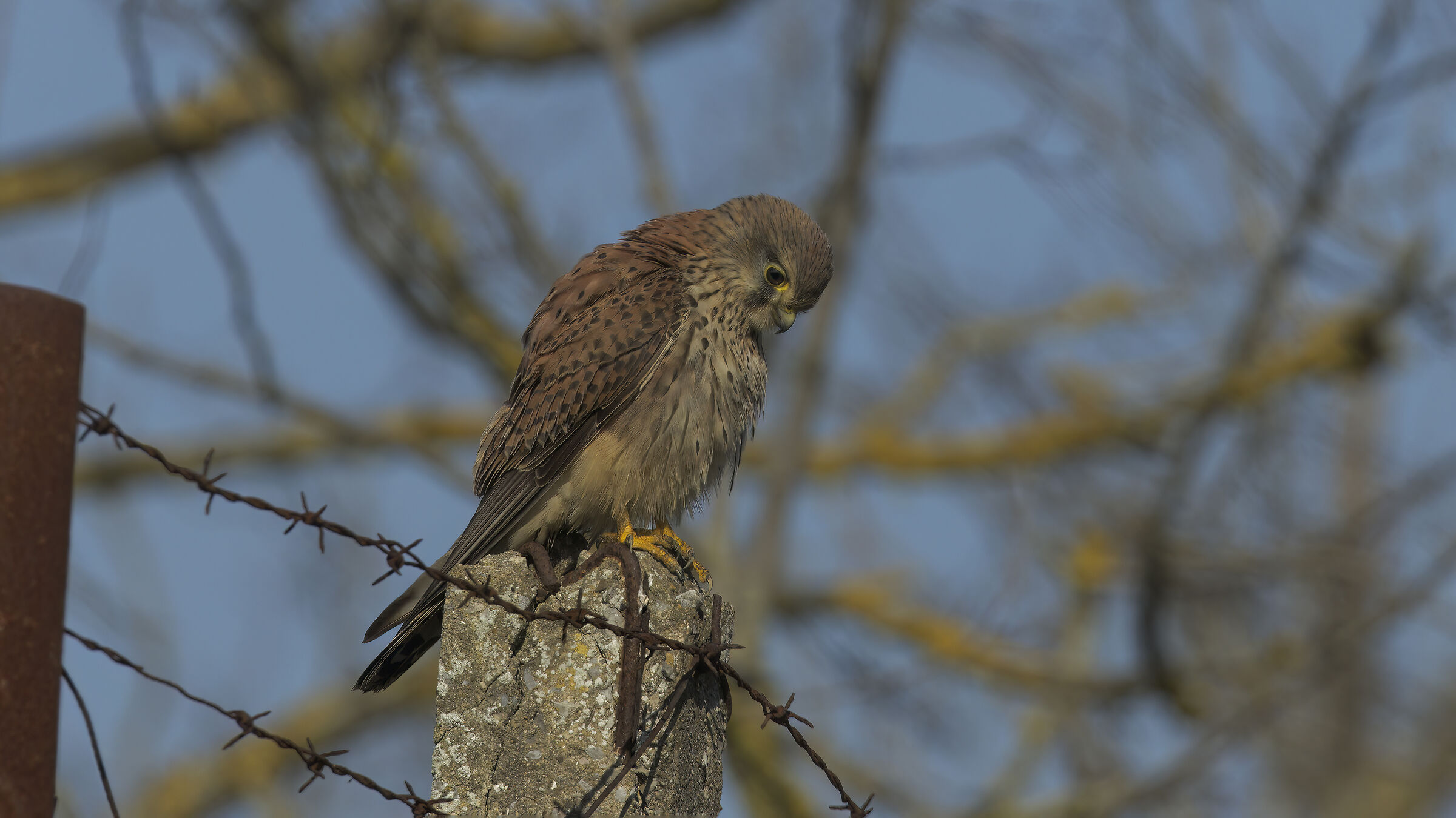 Gheppio dalla macchina21