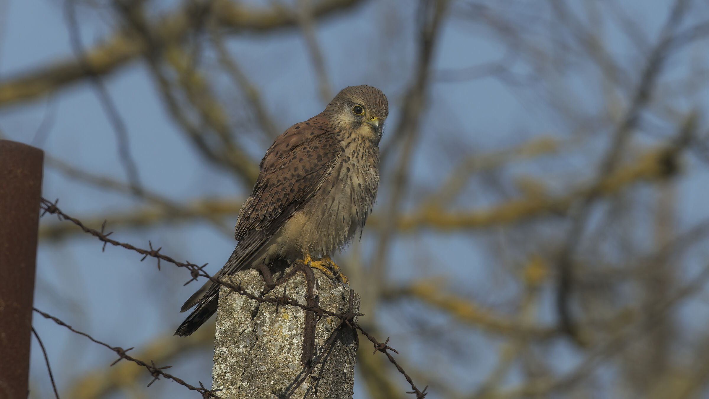 Gheppio dalla macchina22