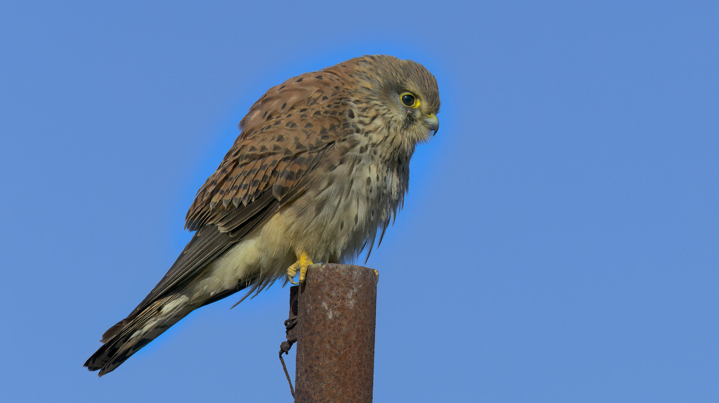 Gheppio dalla macchina23