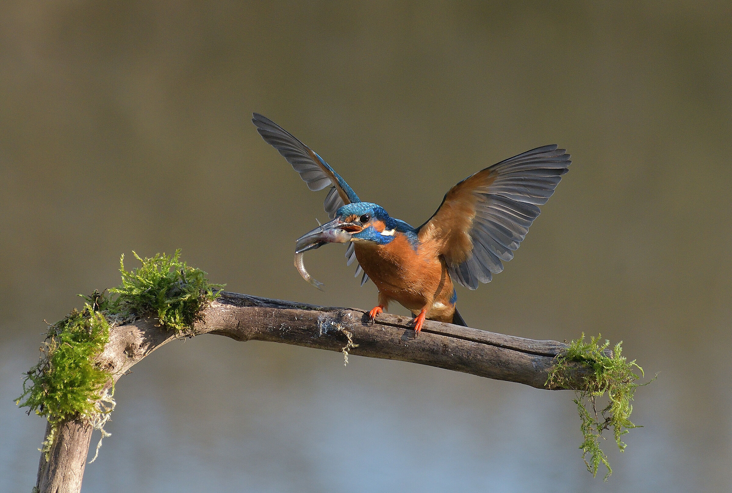 Kingfisher..