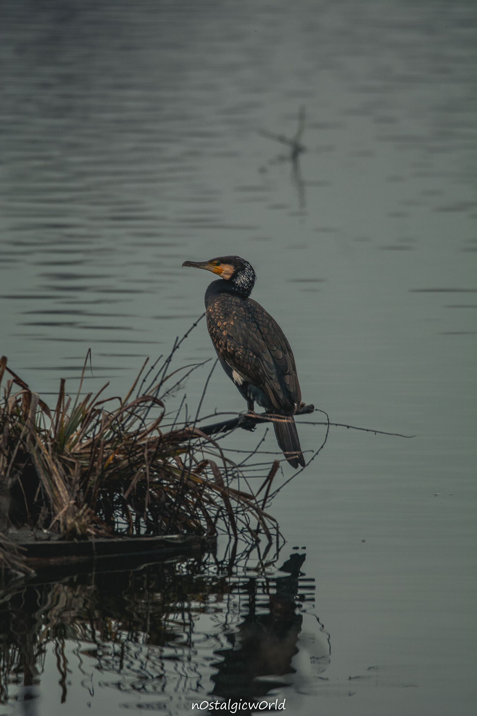 Cormorano comune
