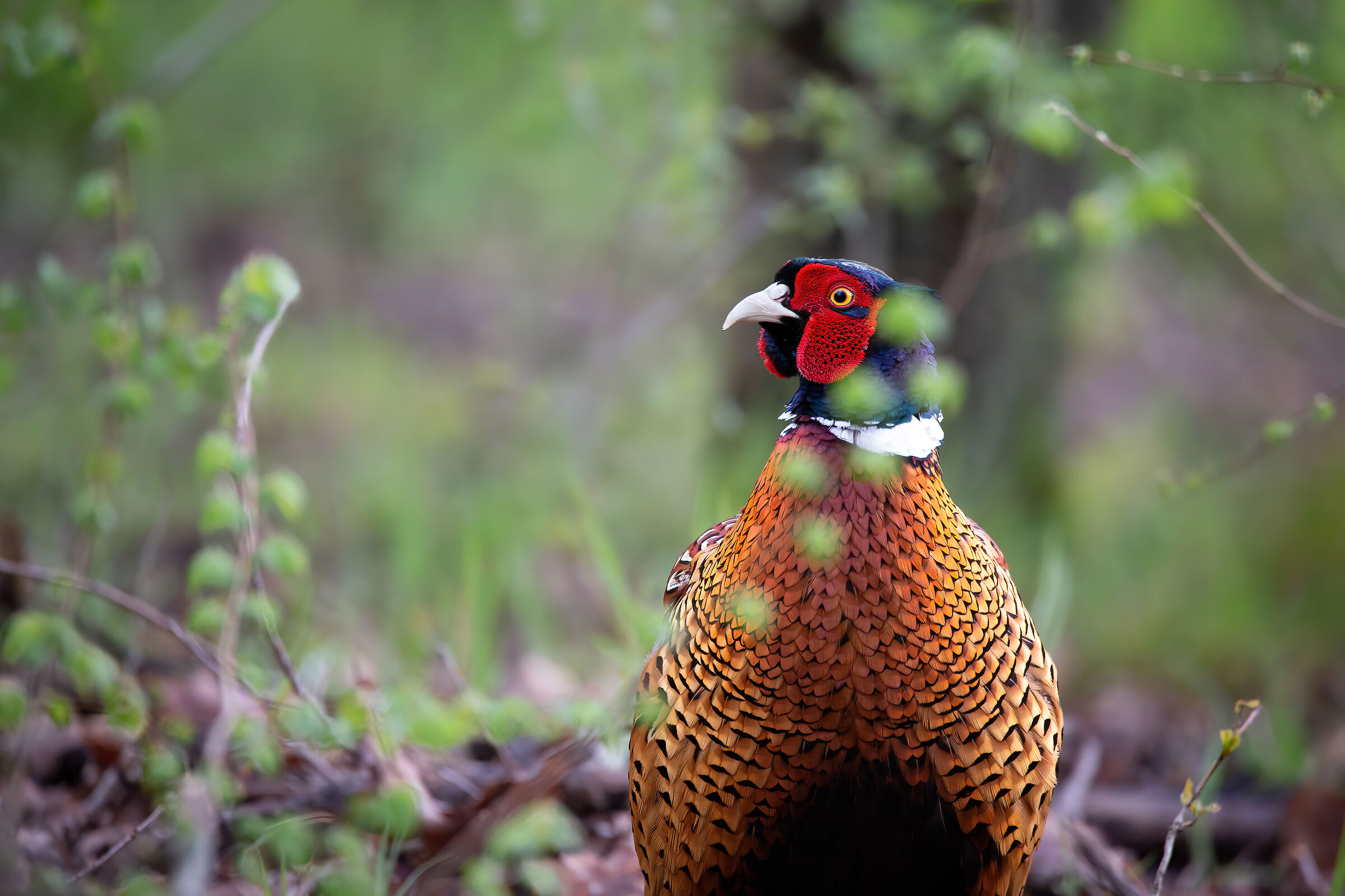Pheasant with necklace