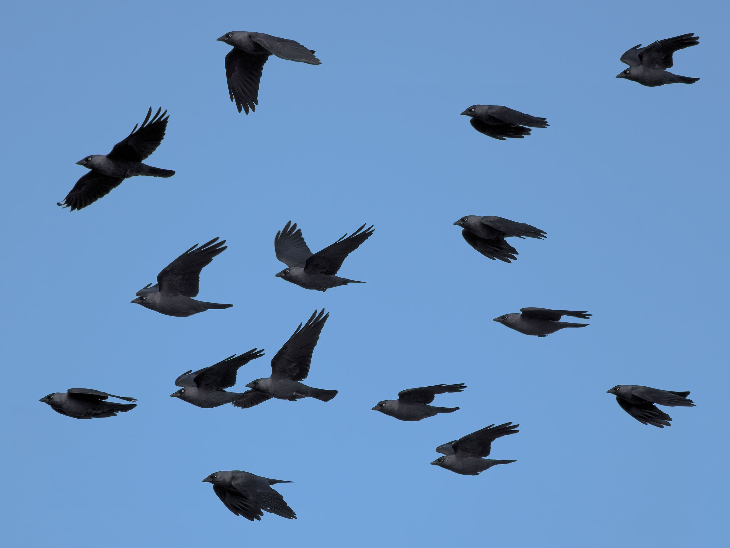 Jackdaws