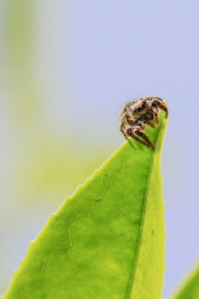 Il primo Salticidae