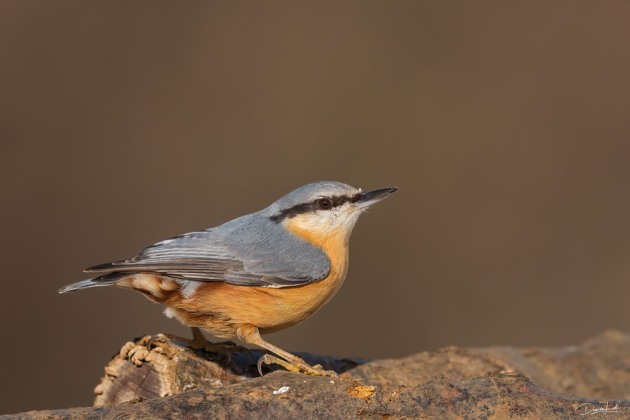Nuthatch (Sitta europaea)